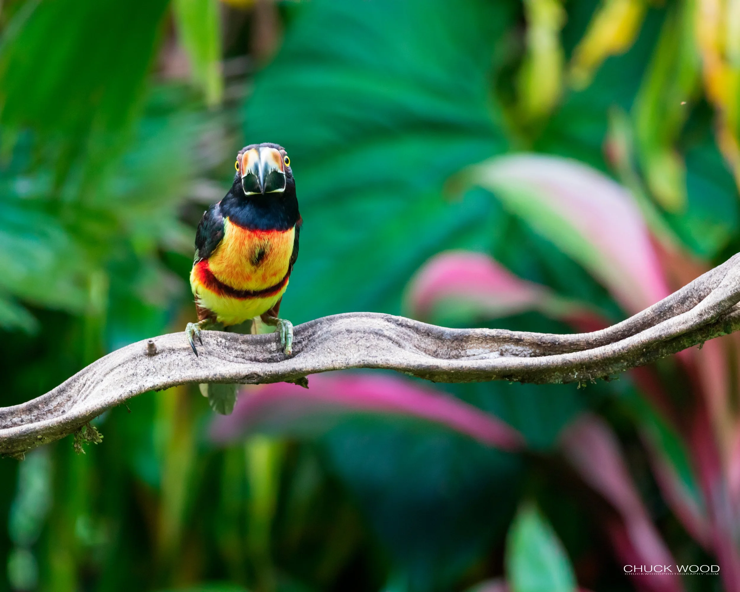  Rancho Naturalista, Costa Rica 2020 