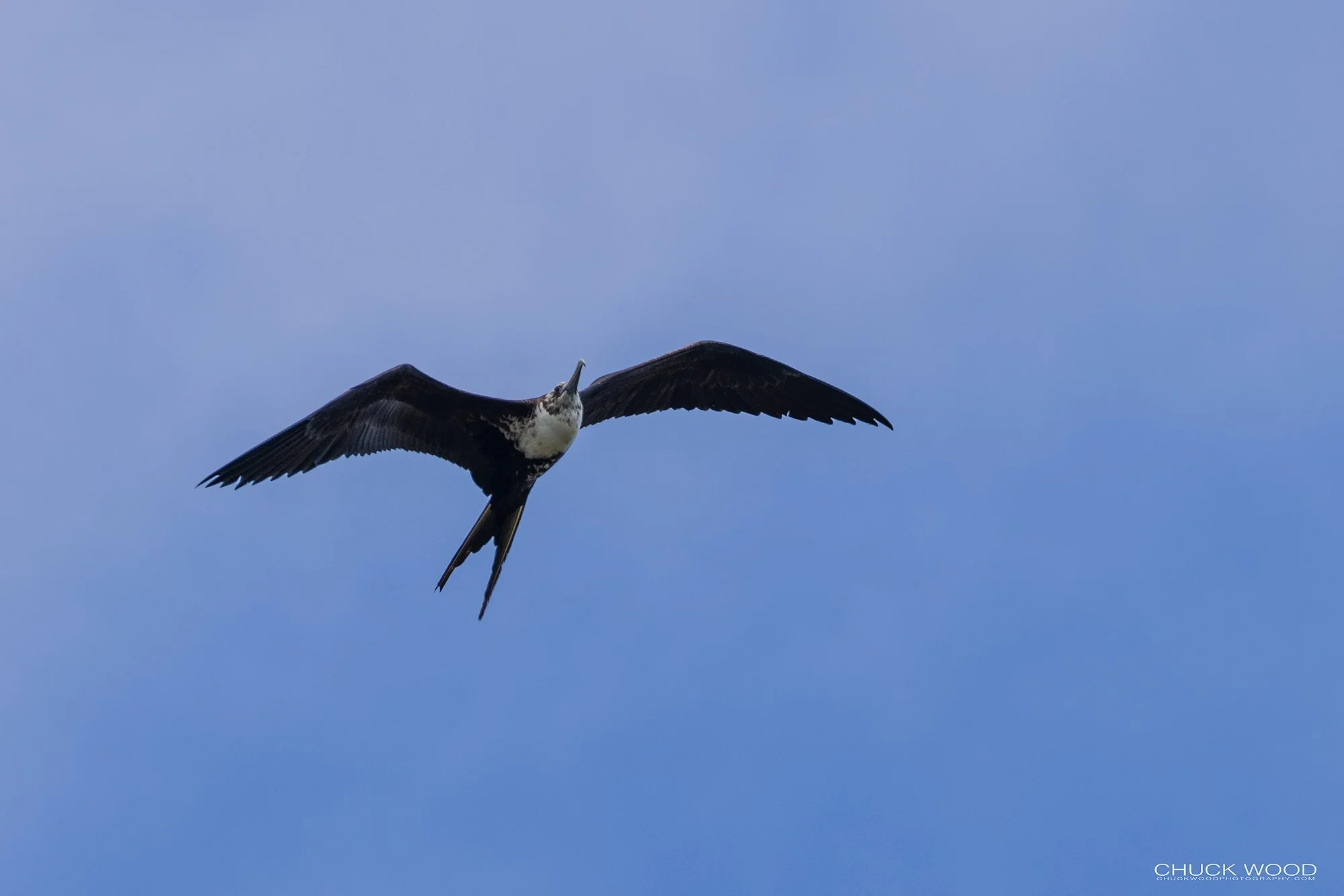  Osa Peninsula, Costa Rica 2022 