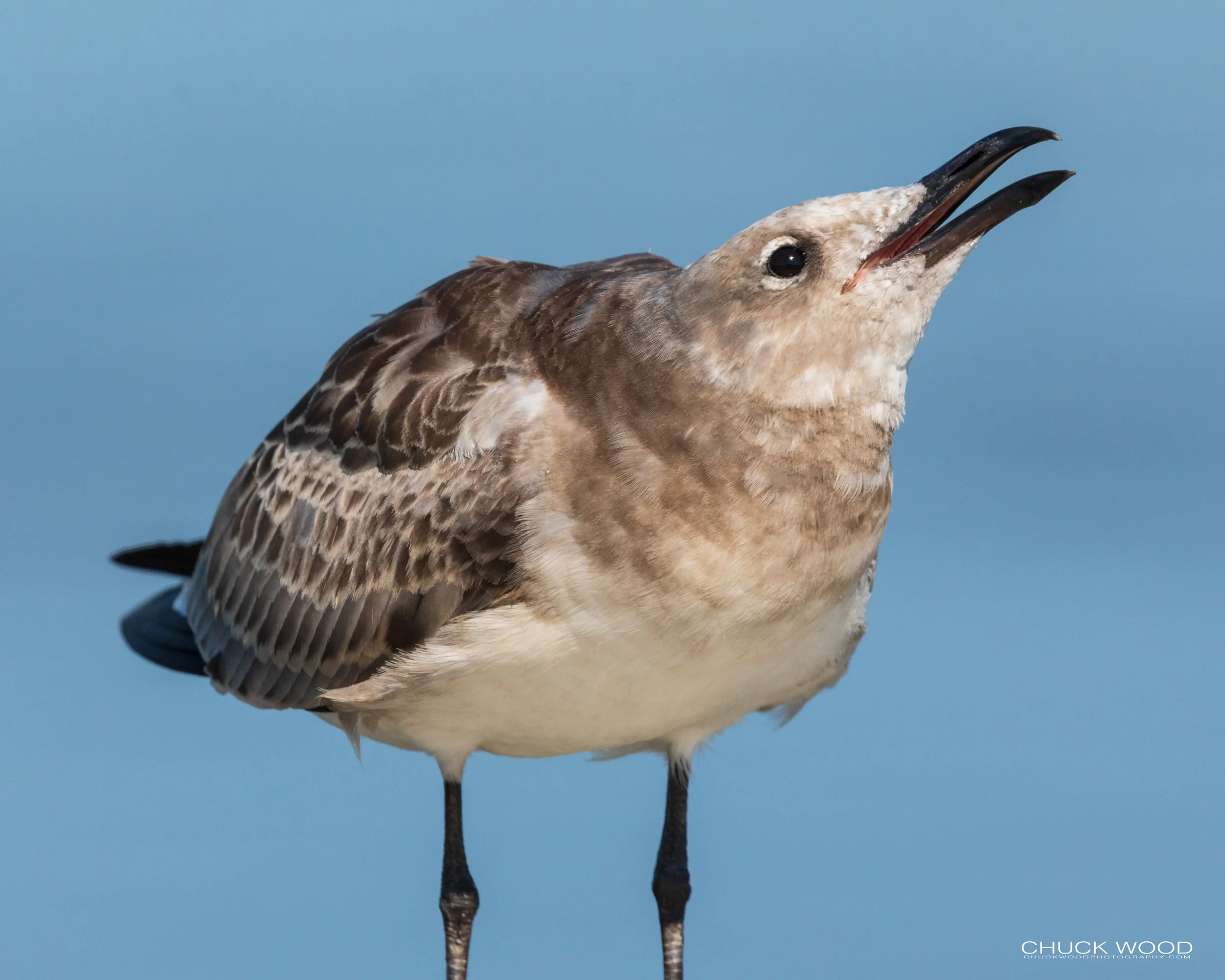  Forsythe NWR, NJ 2020 
