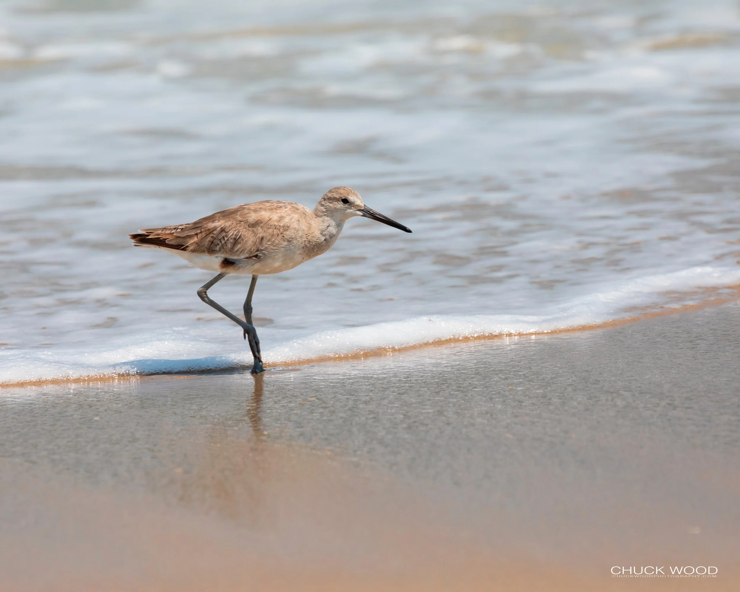   Pea Island NWR, NC 2019 