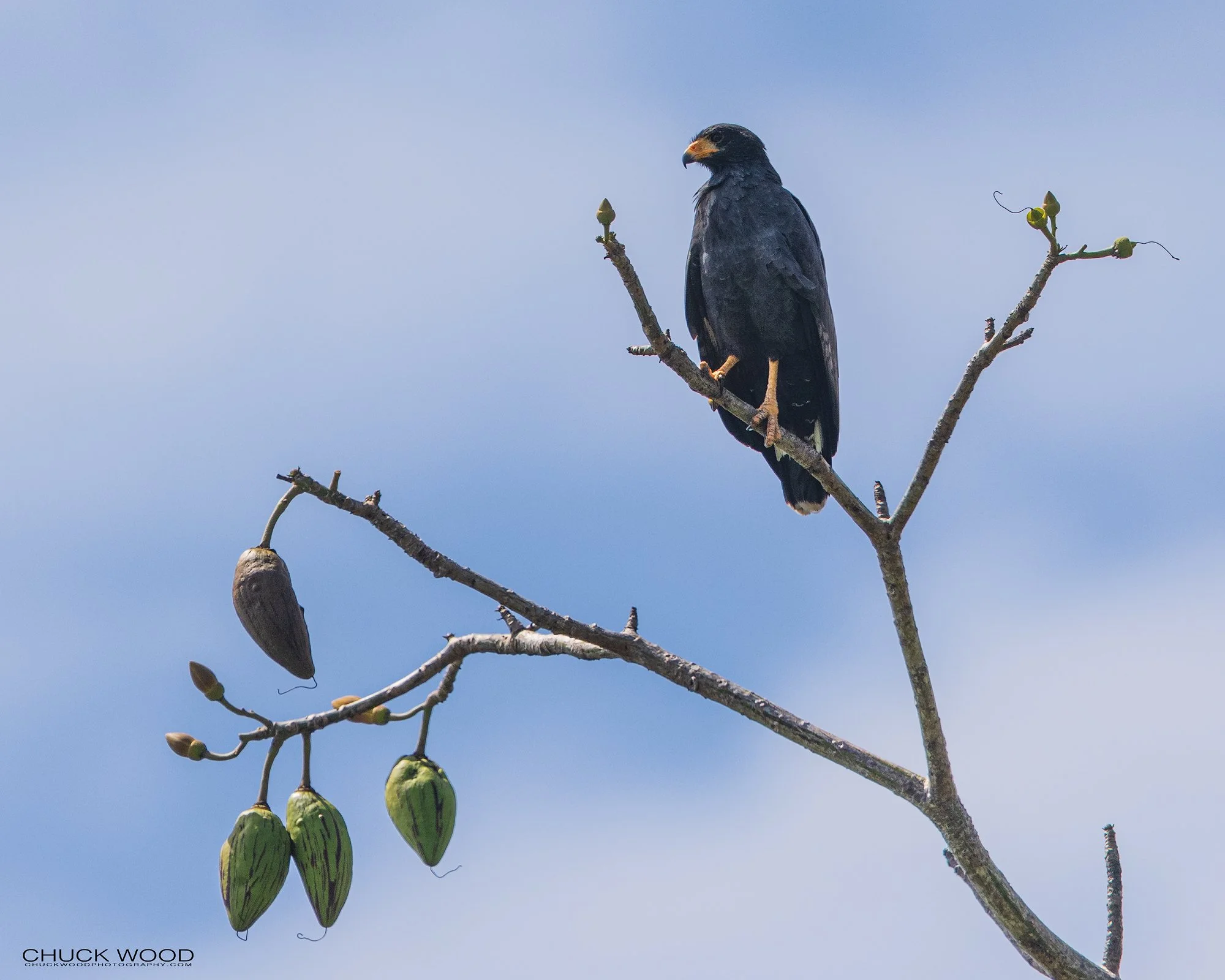  Osa Peninsula, Costa Rica 2022 