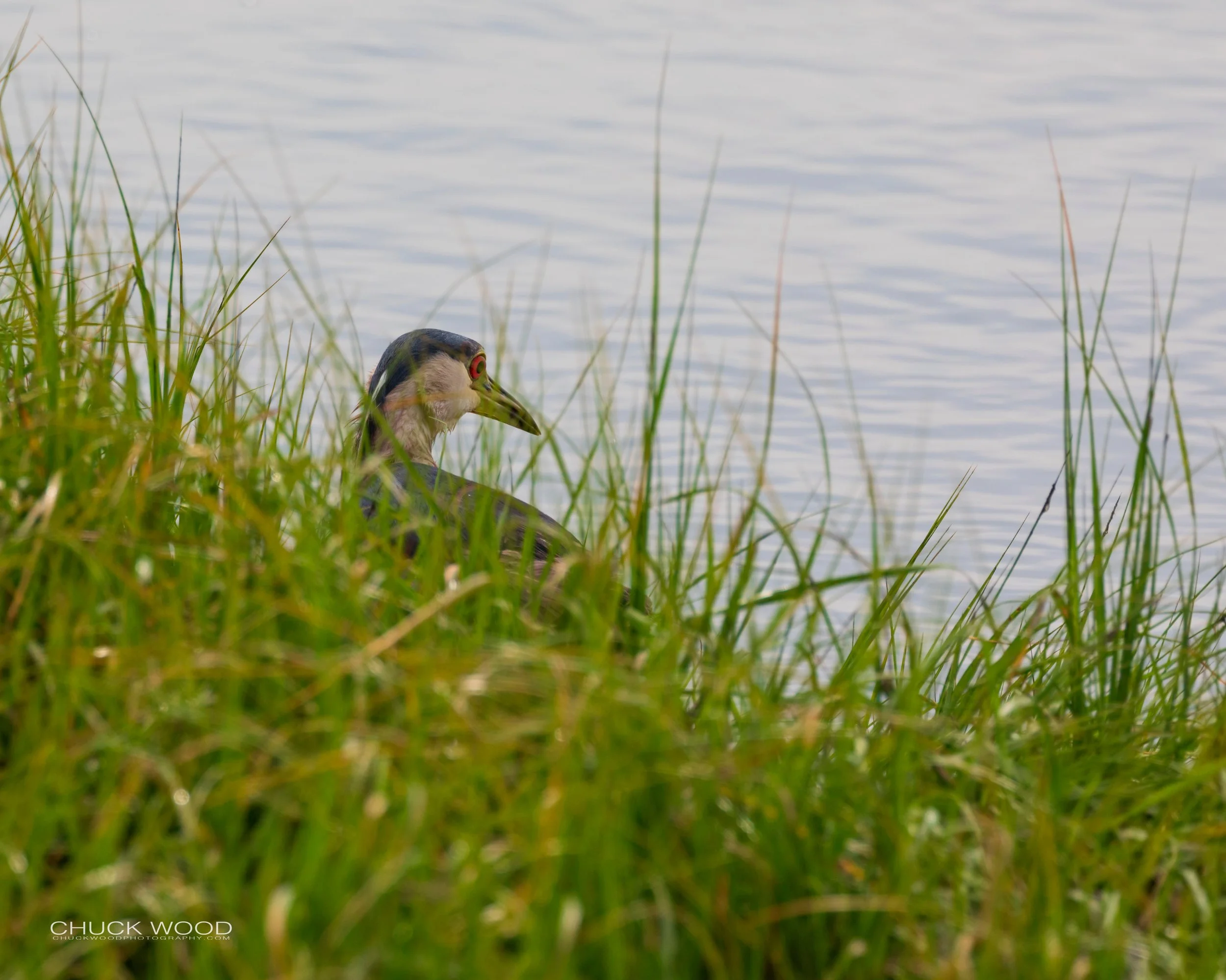  Forsythe NWR, NJ 2019 