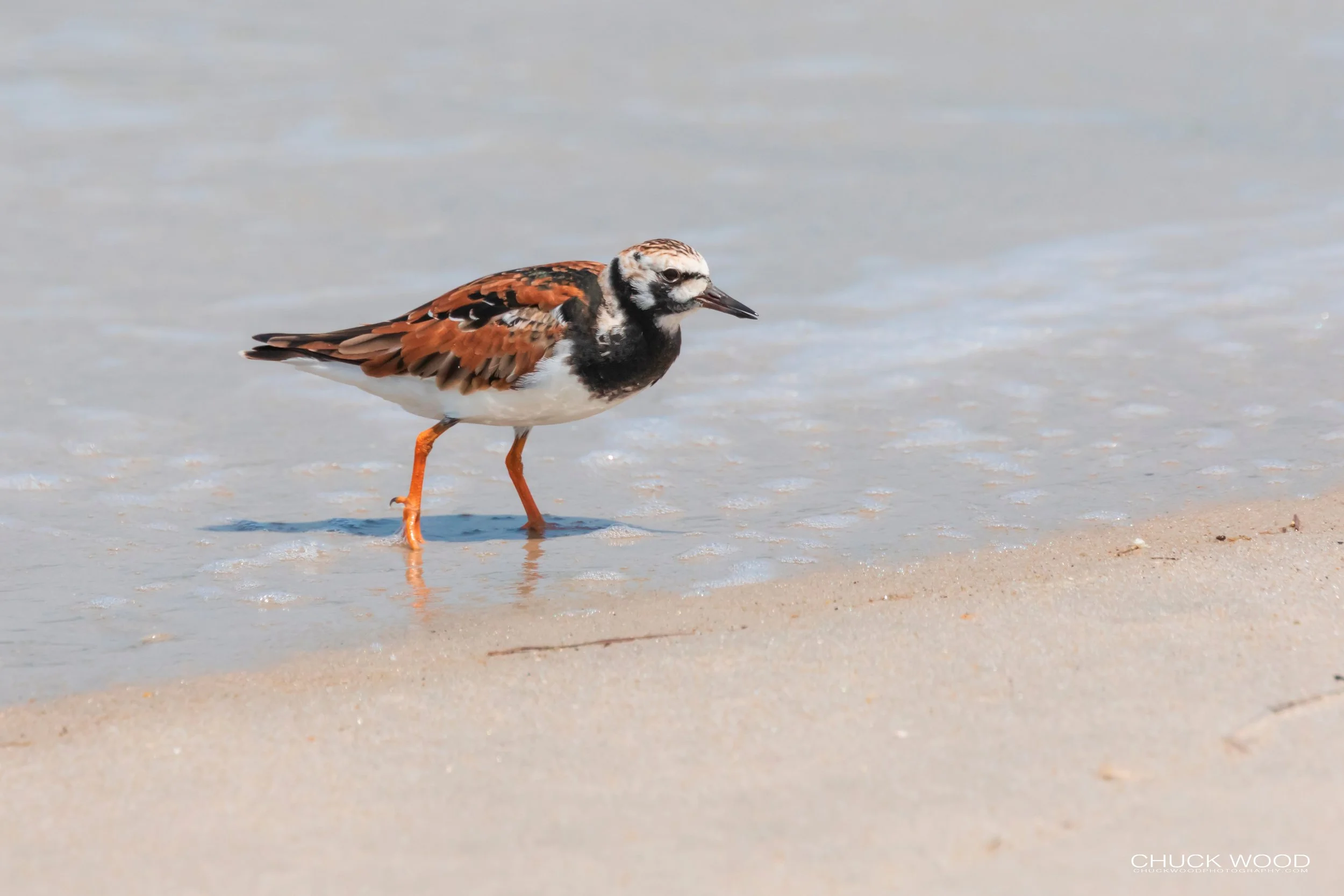  Pea Island NWR, NC 2019 