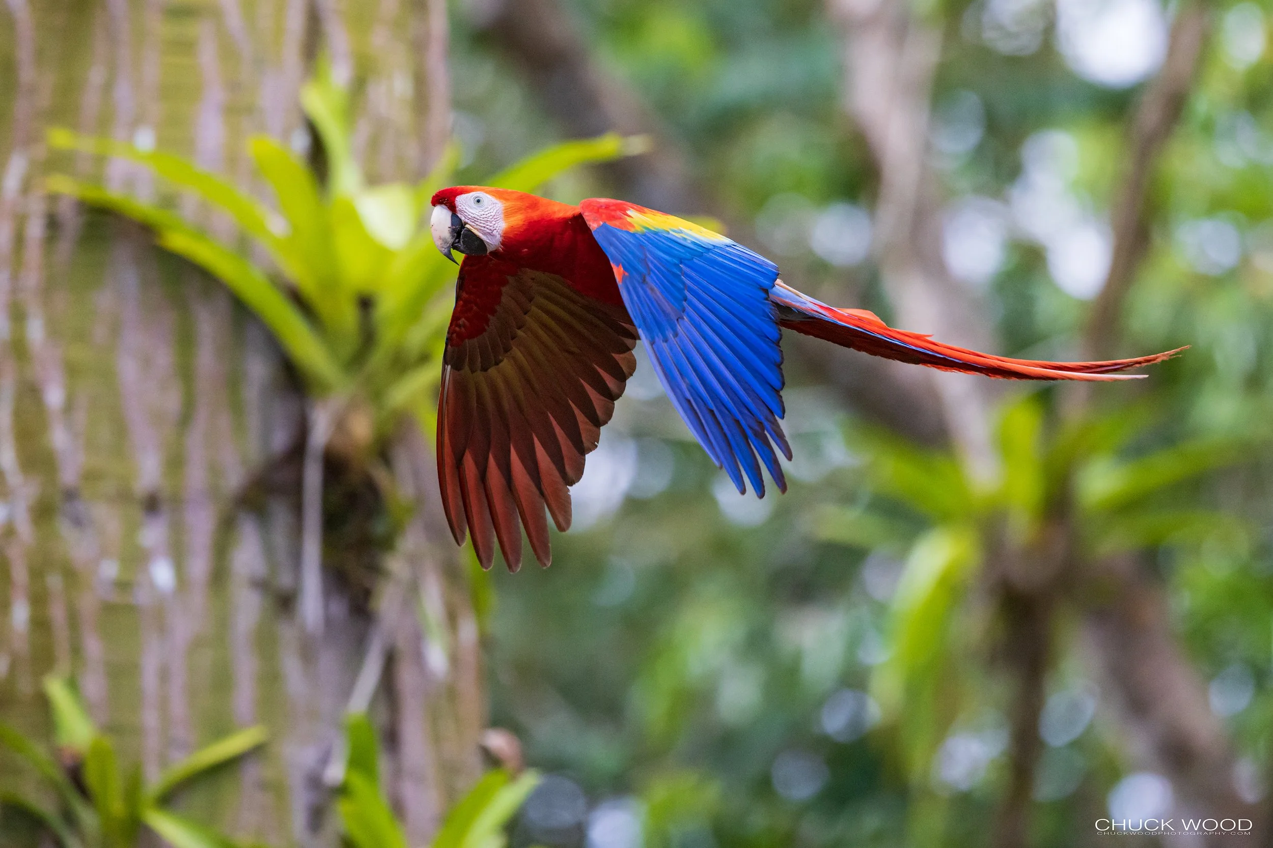  Osa Peninsula, Costa Rica 2022 