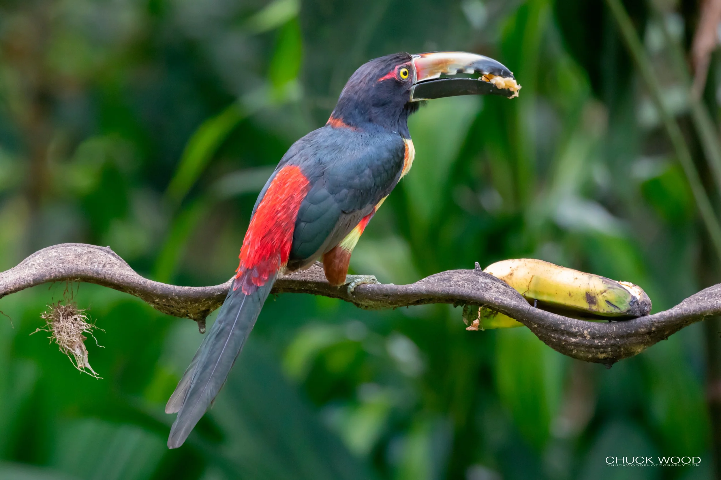  Rancho Naturalista, Costa Rica 2020 