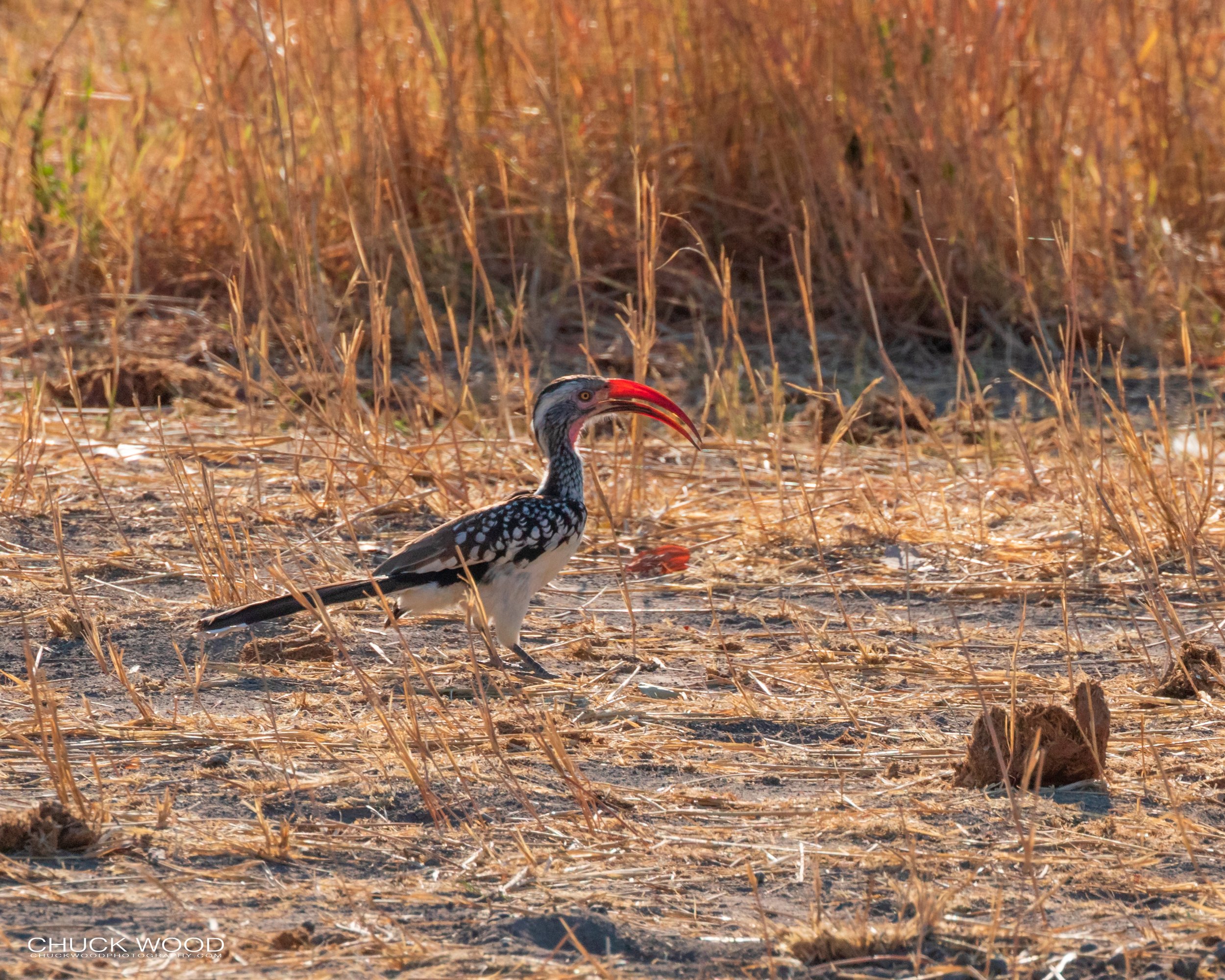  Hwange, Zimbabwe 2019 
