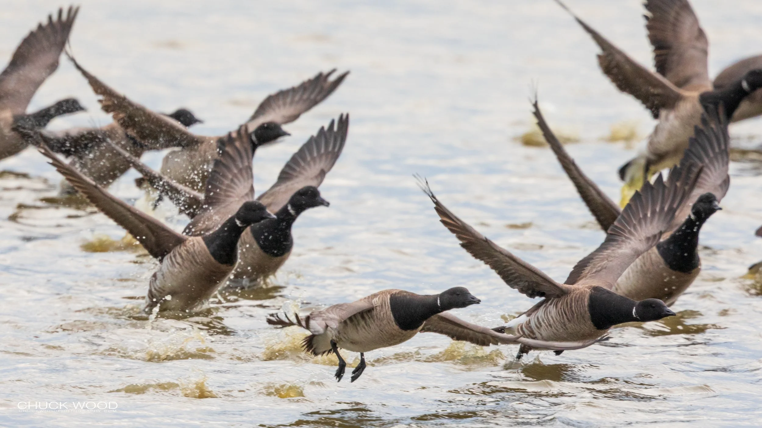  Forsythe NWR, NJ 2020 