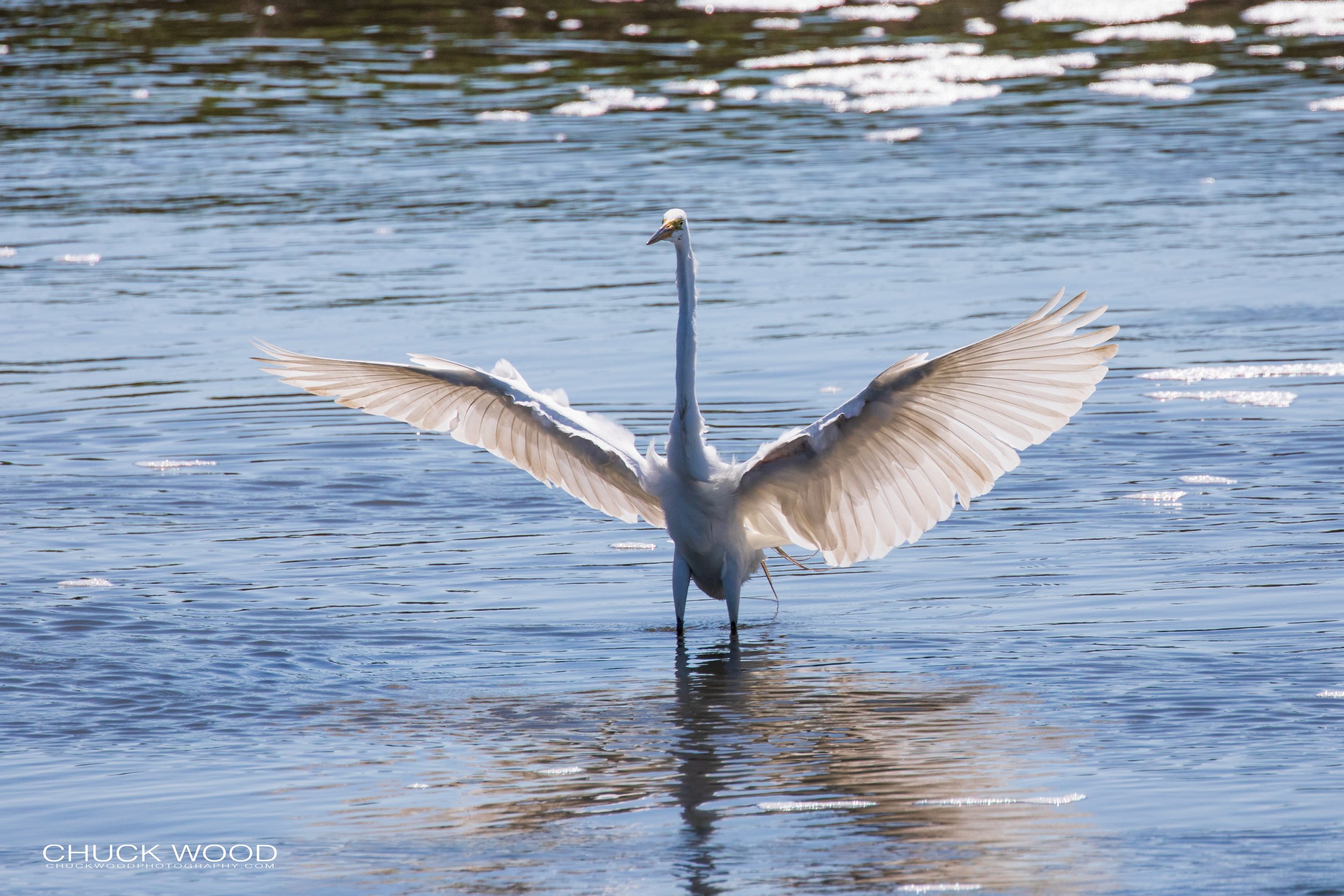  Forsythe NWR, NJ 2019 