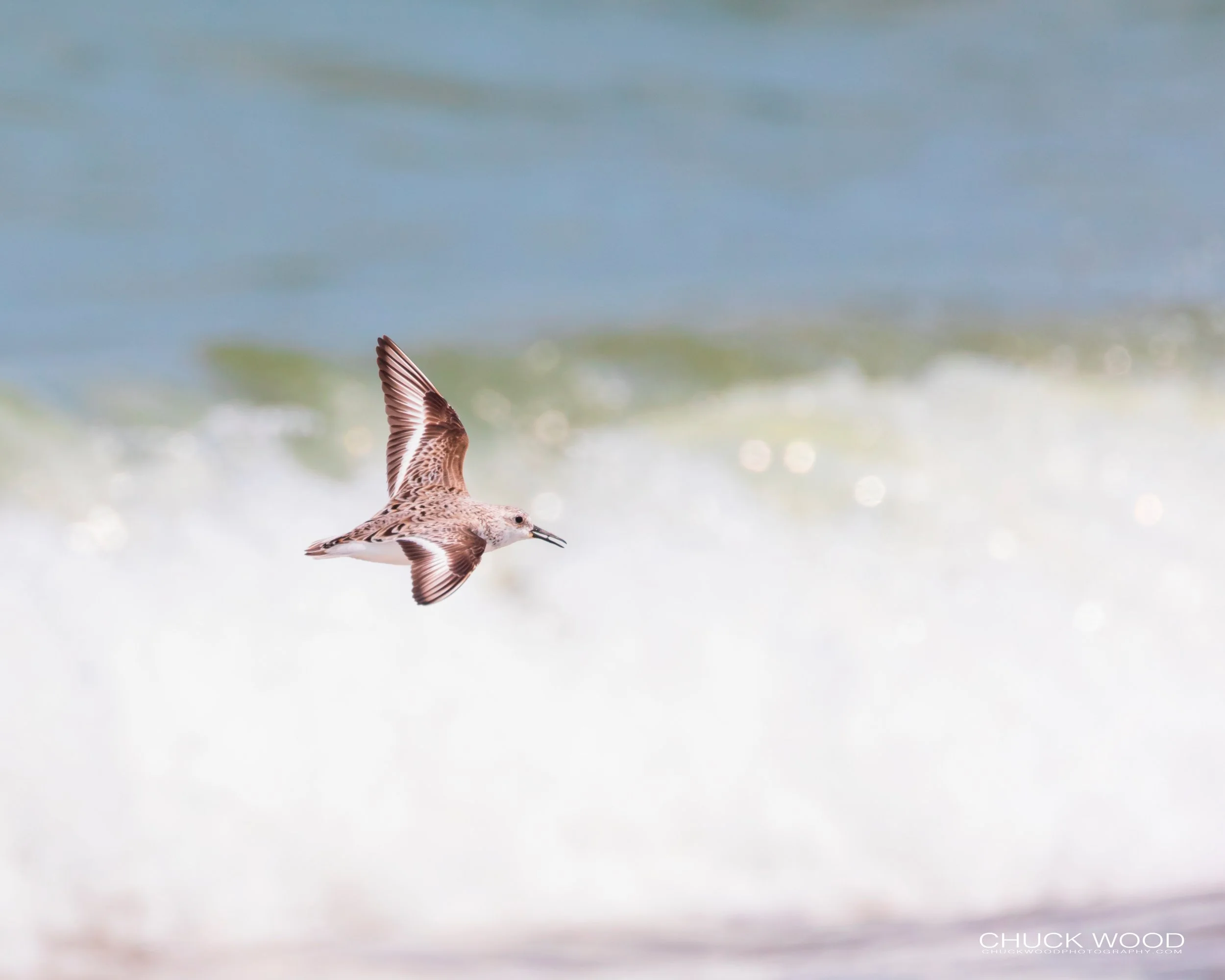  Pea Island NWR, NC 2019 