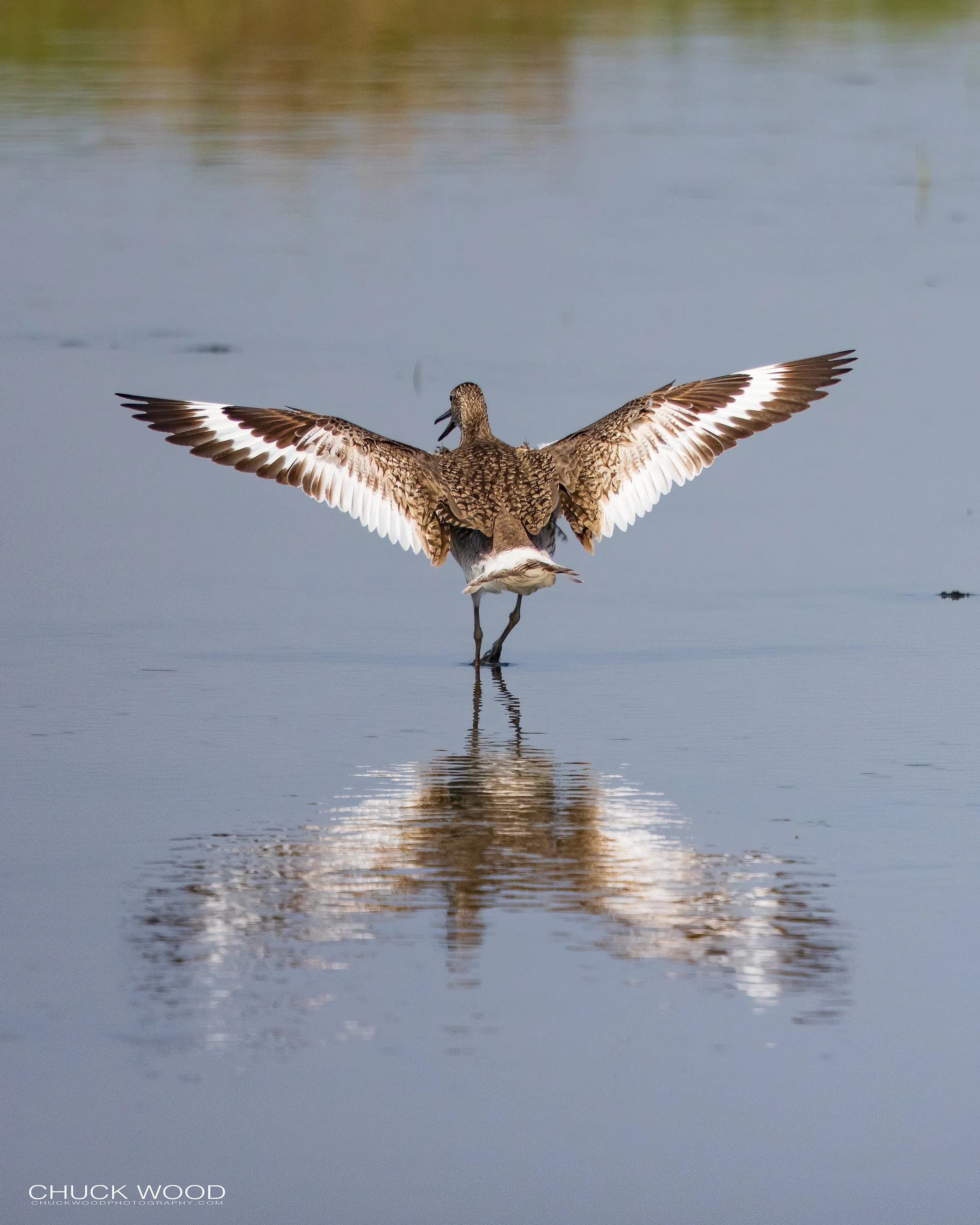   Forsythe NWR, NJ 2022 