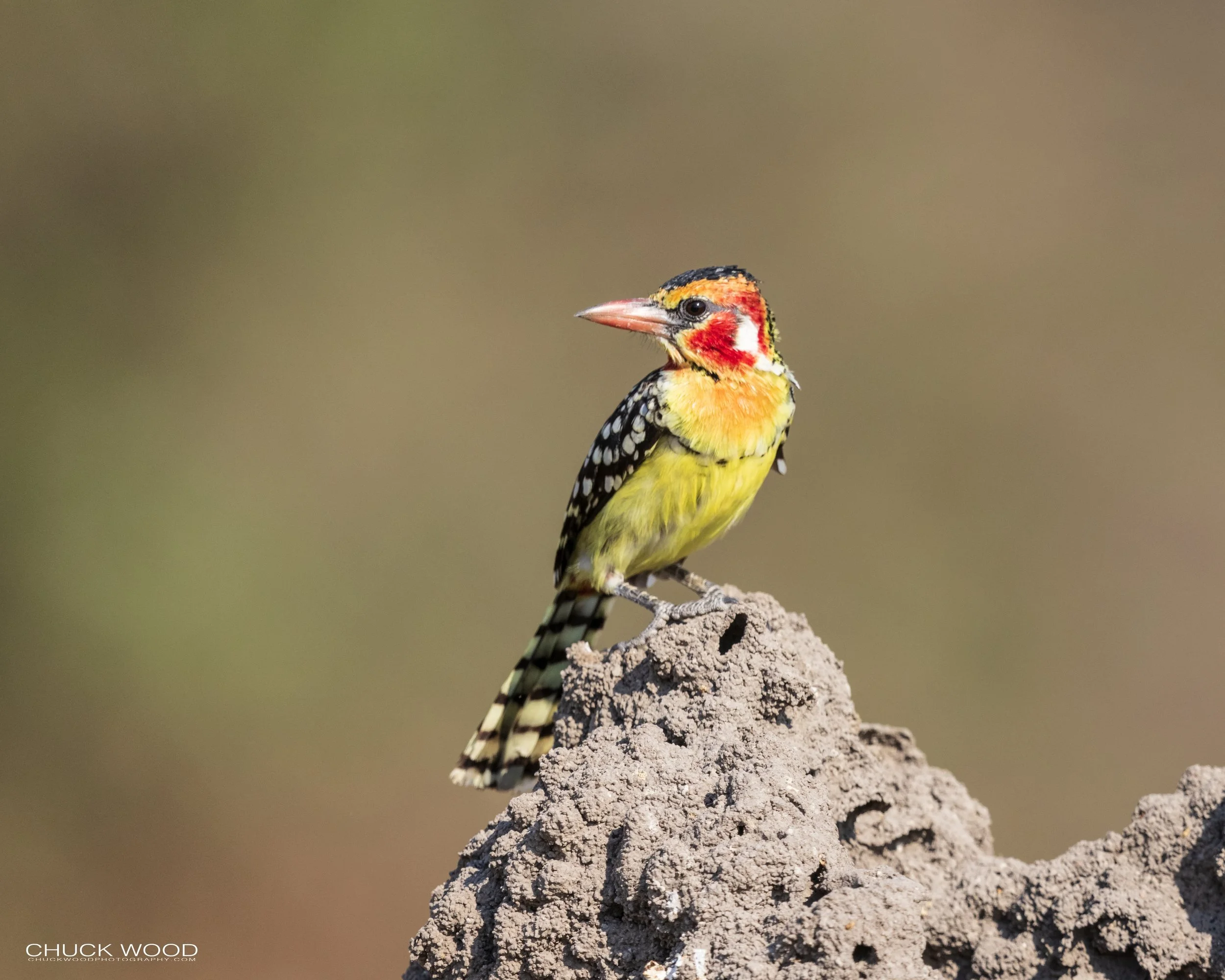  Tarangire, Tanzania 2021 