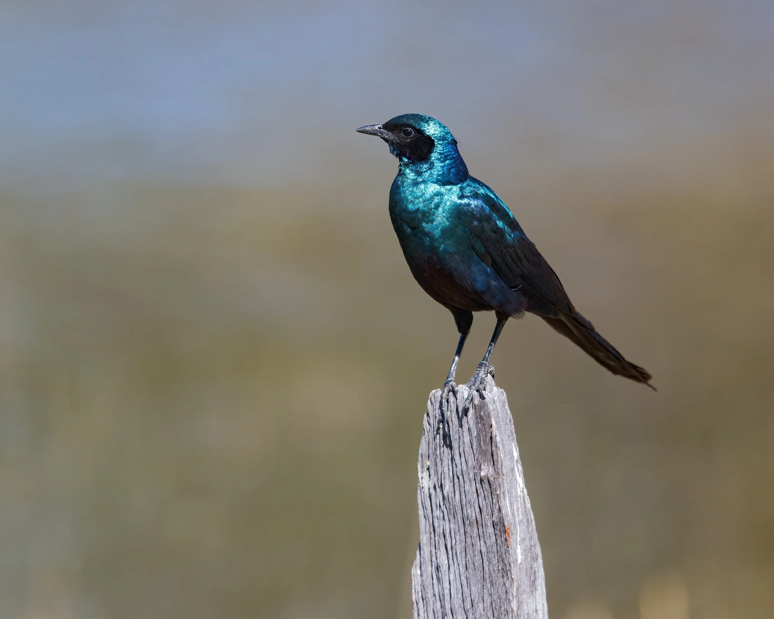   Moremi, Botswana 2023 