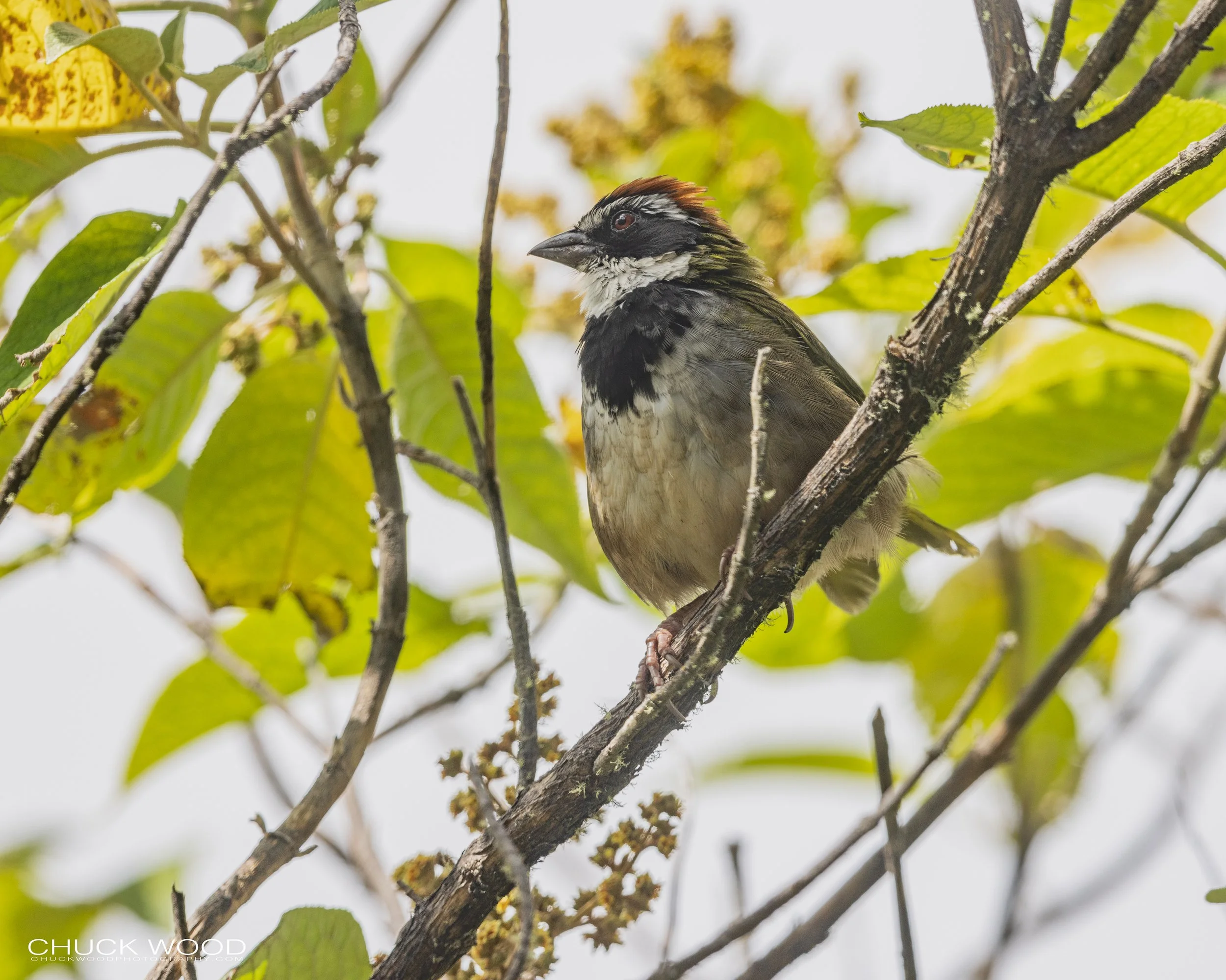 Cuajimoloyas Oaxaca, Mexico 2022