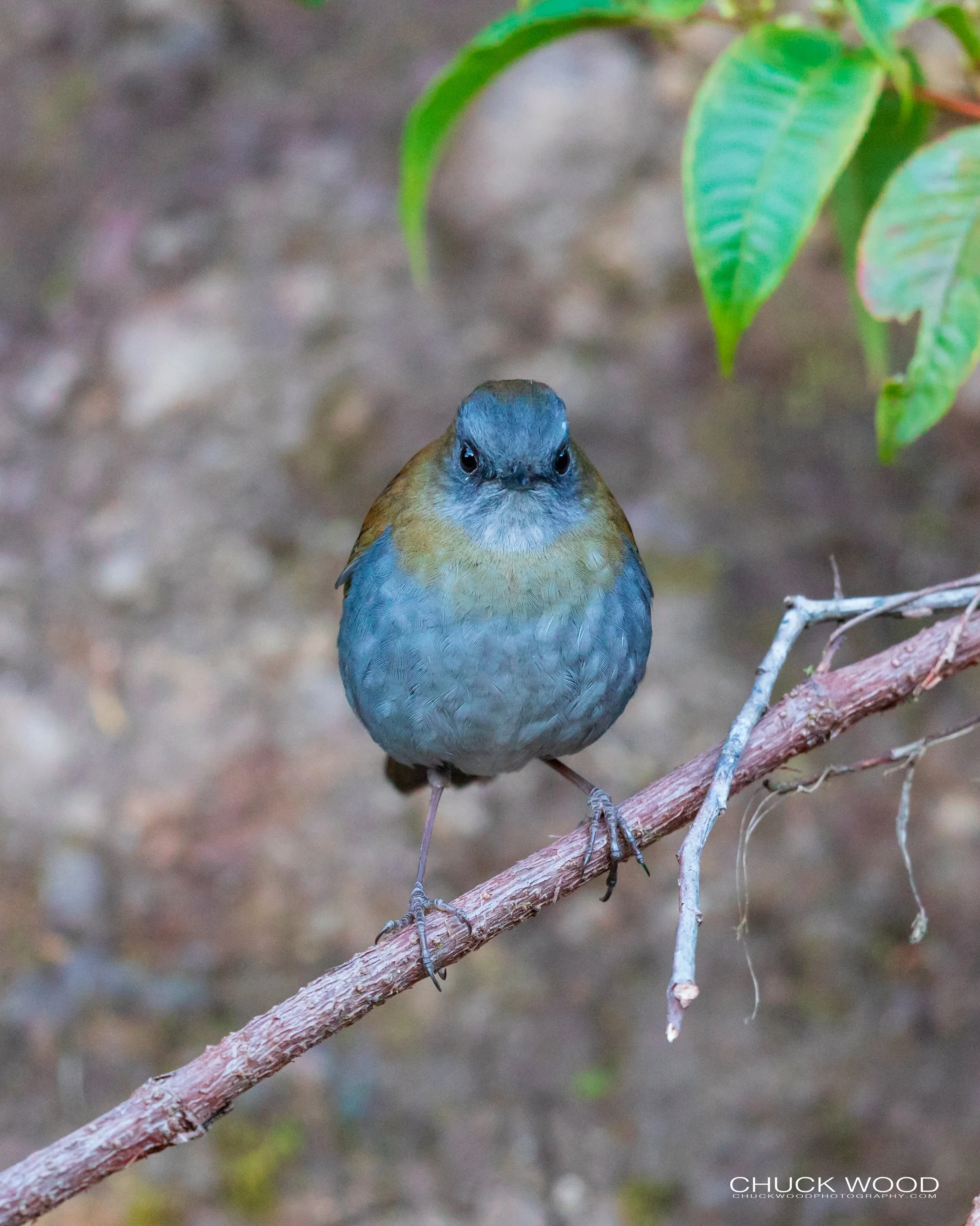  Paraiso Quetzal, Costa Rica 2020 
