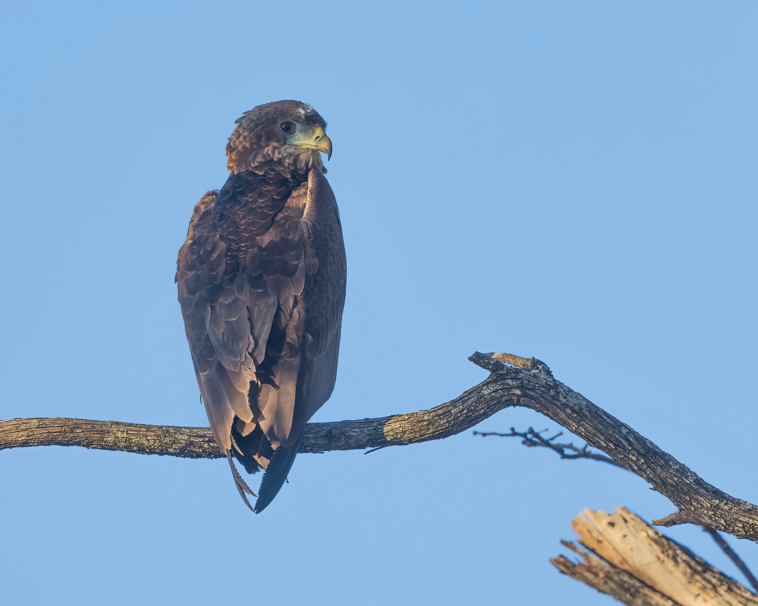  Khwai, Botswana 2023 