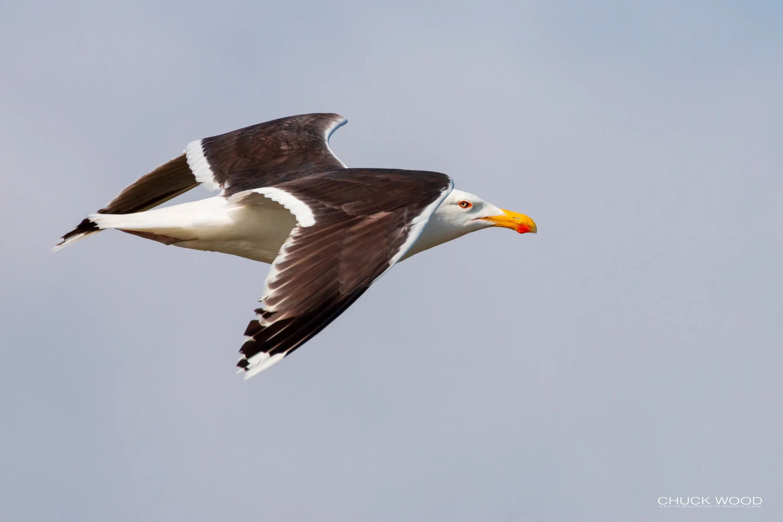 Forsythe NWR, NJ 2019 