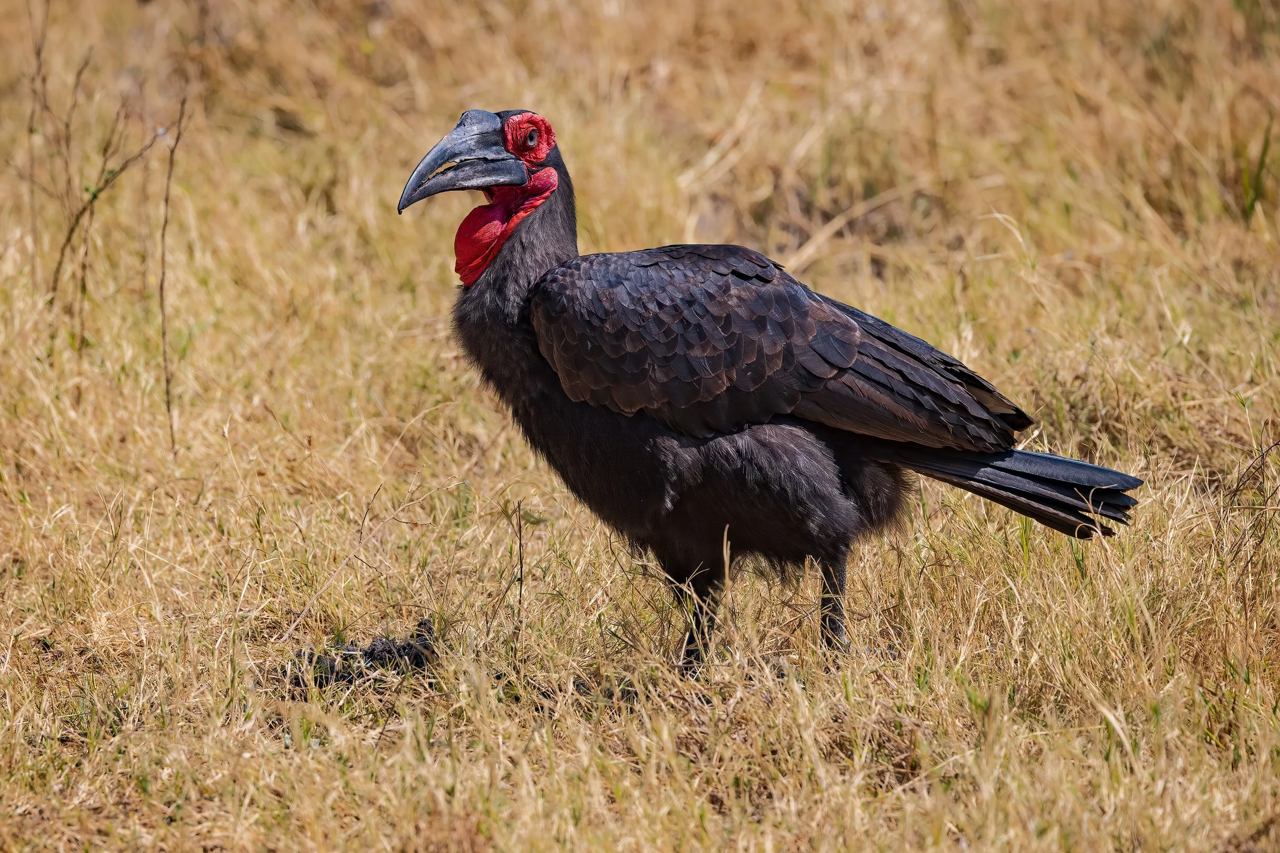  Khwai, Botswana 2023 