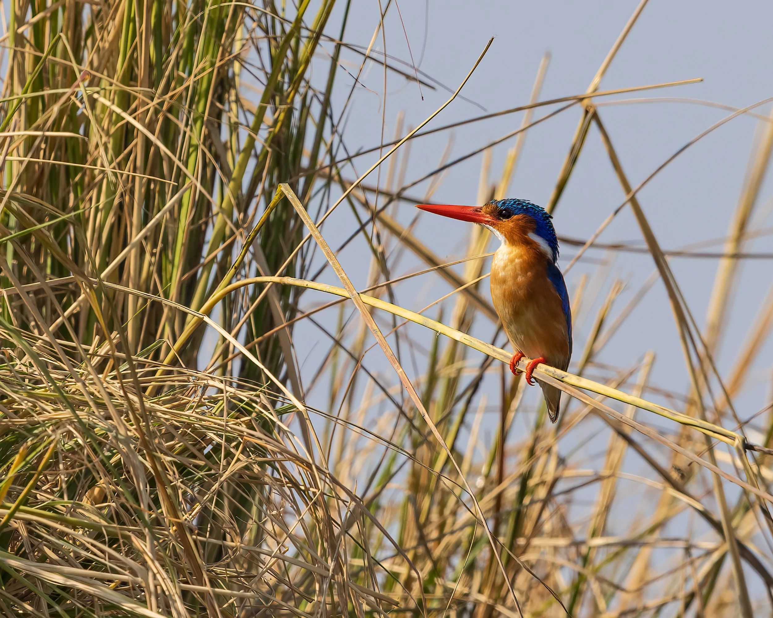  Chobe River, Botswana 2023 