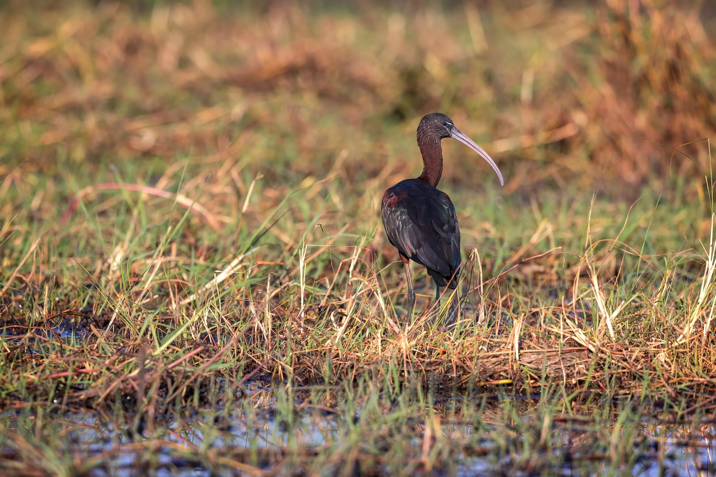  Chobe River, Botswana 2023 