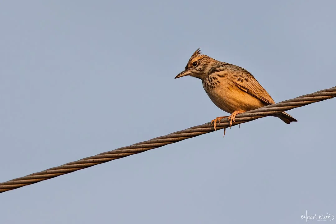  Chandu Canal, India 2025 
