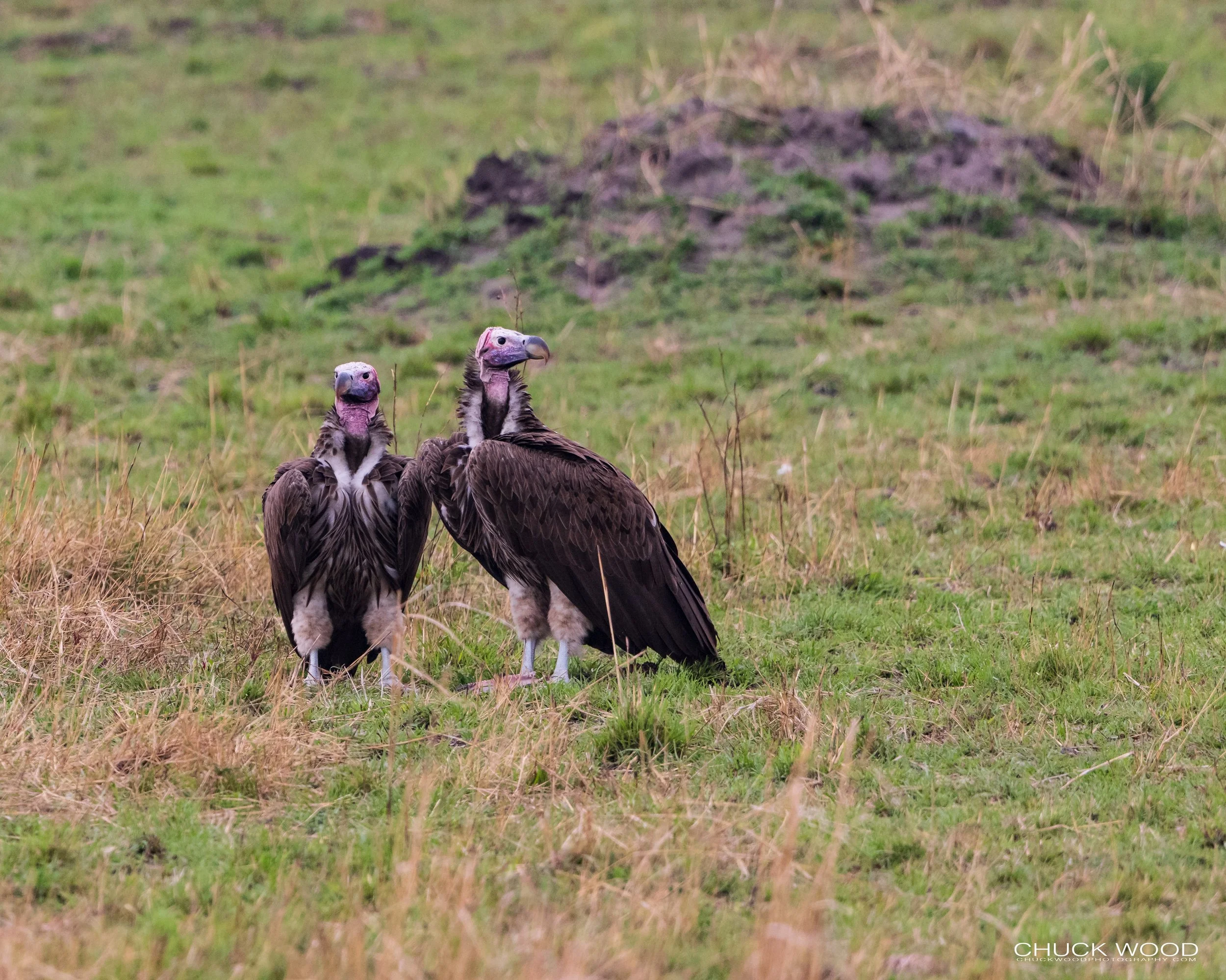  Serengeti, Tanzania 2021 
