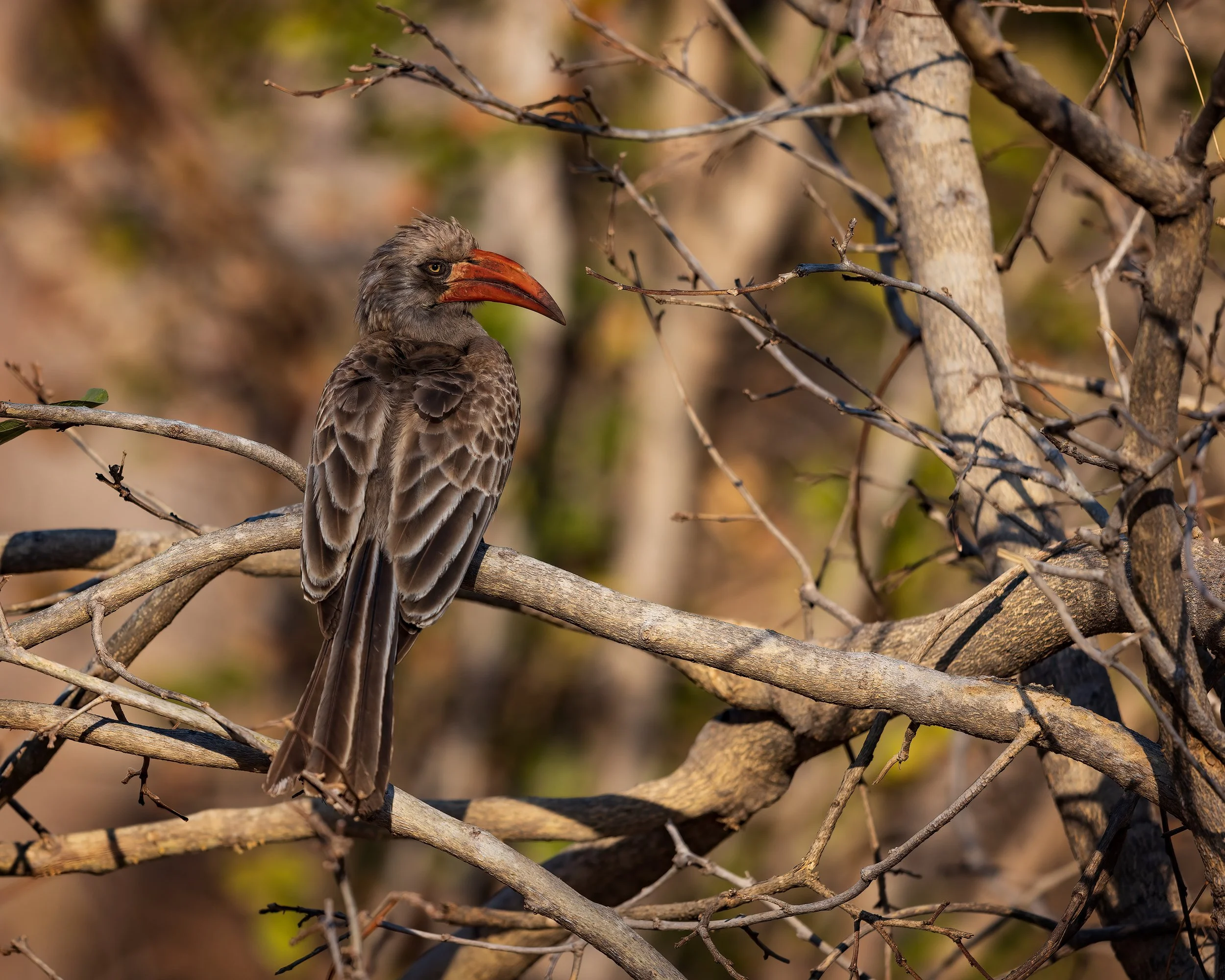  Chobe Riverfront, Botswana 2023 