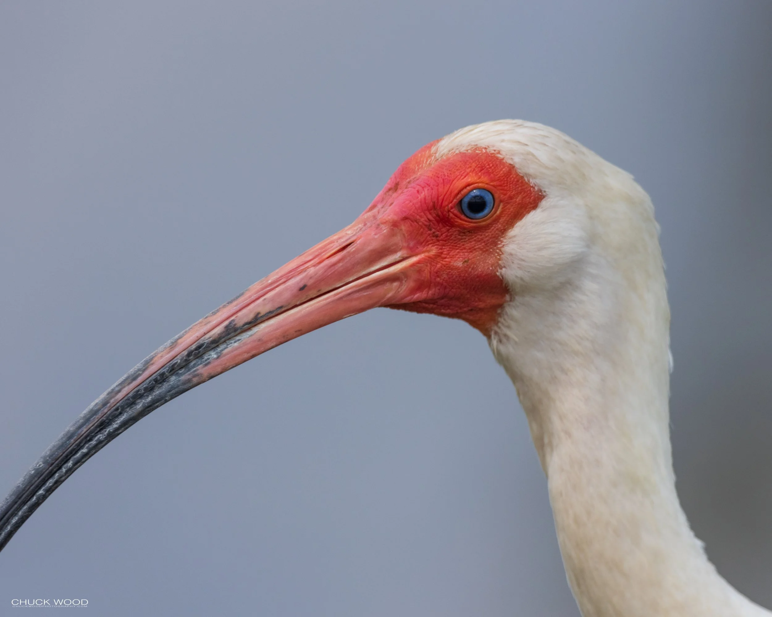  Viera Wetlands, FL 2021 