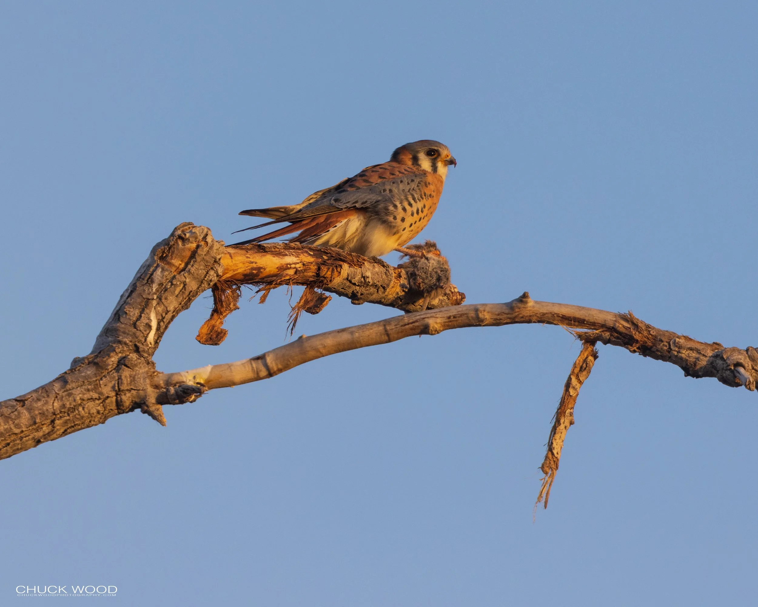  Bosque del Apache, NM 2021 