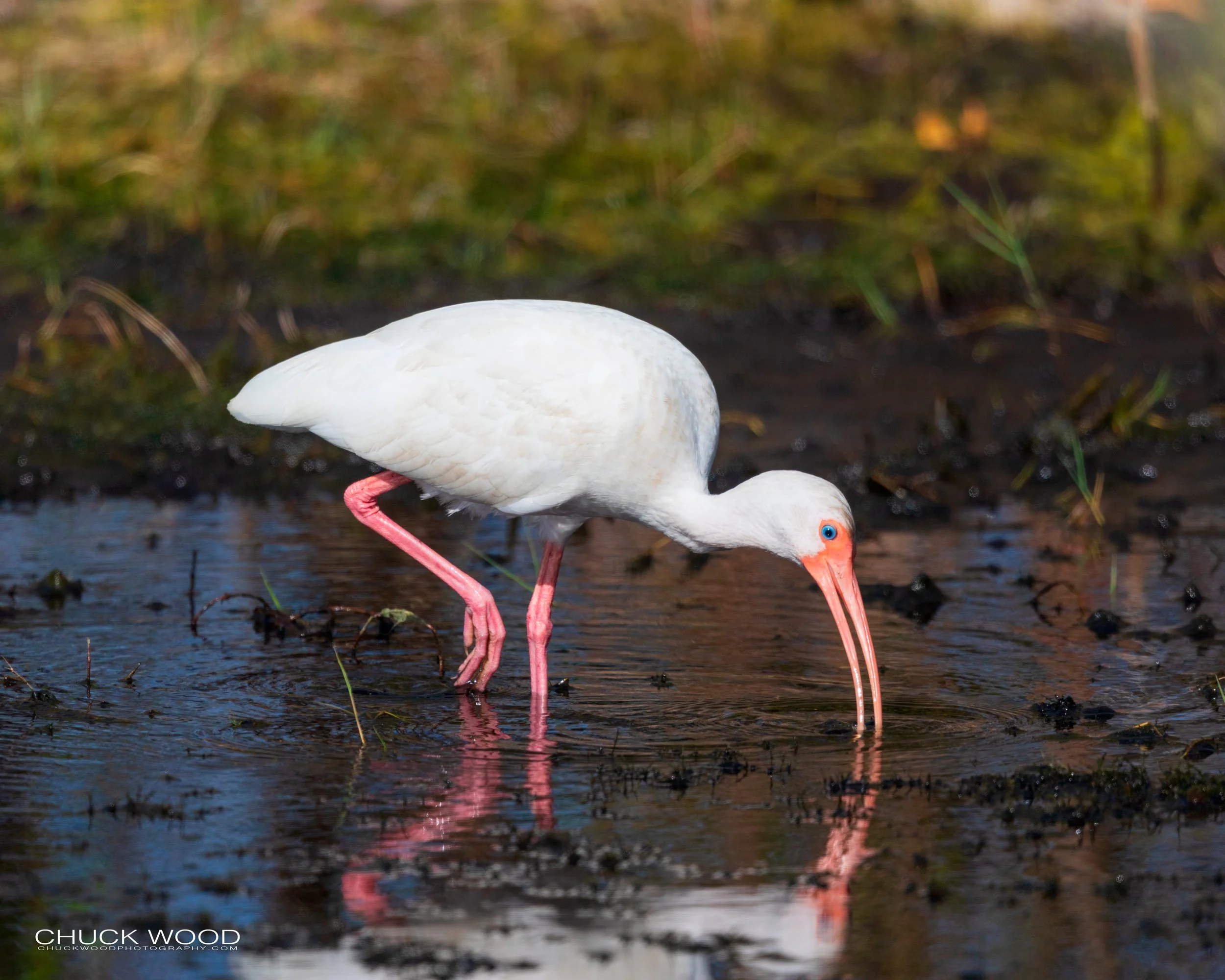  Merritt Island, FL 2020 