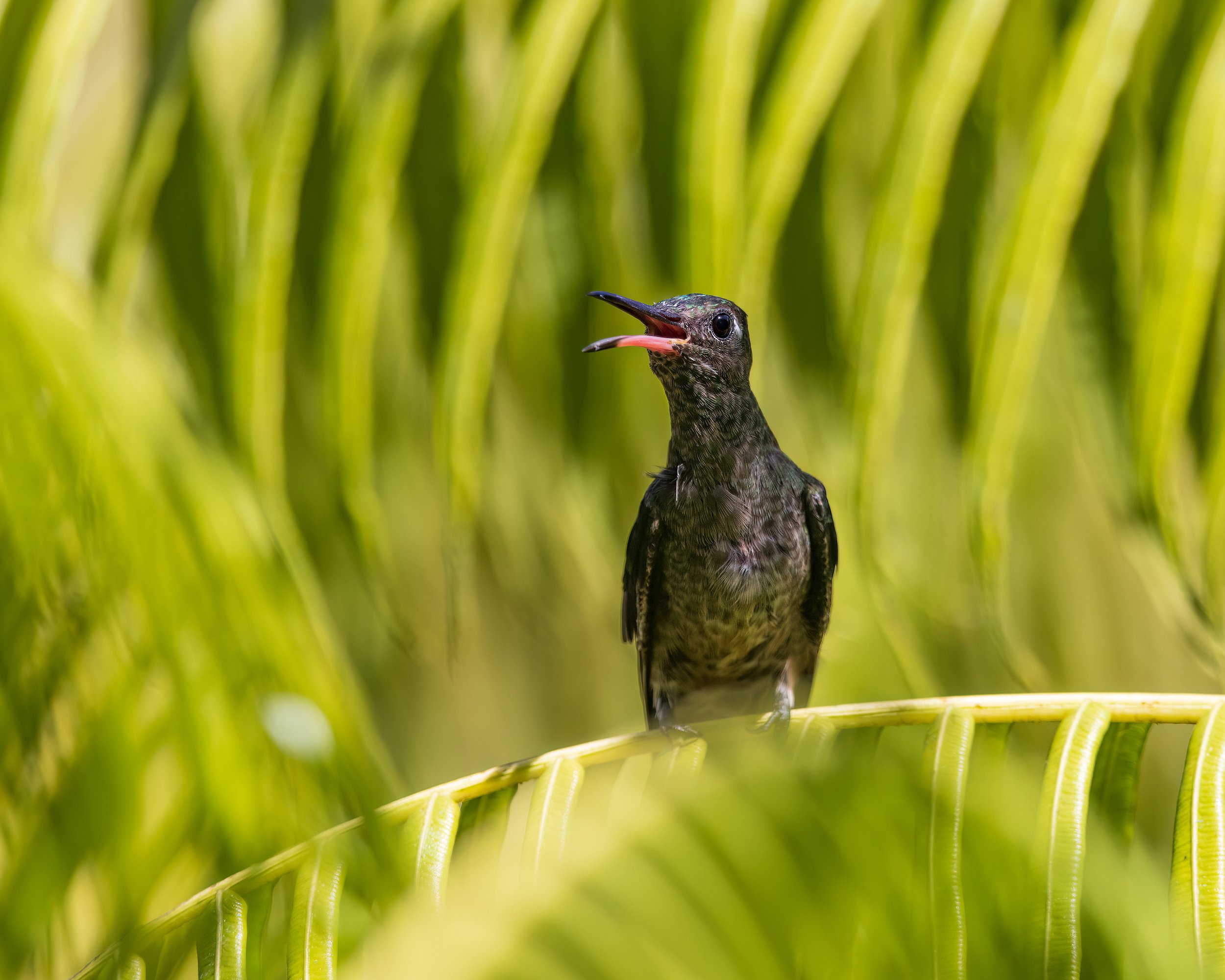 Macaw Lodge, Costa Rica 2023 
