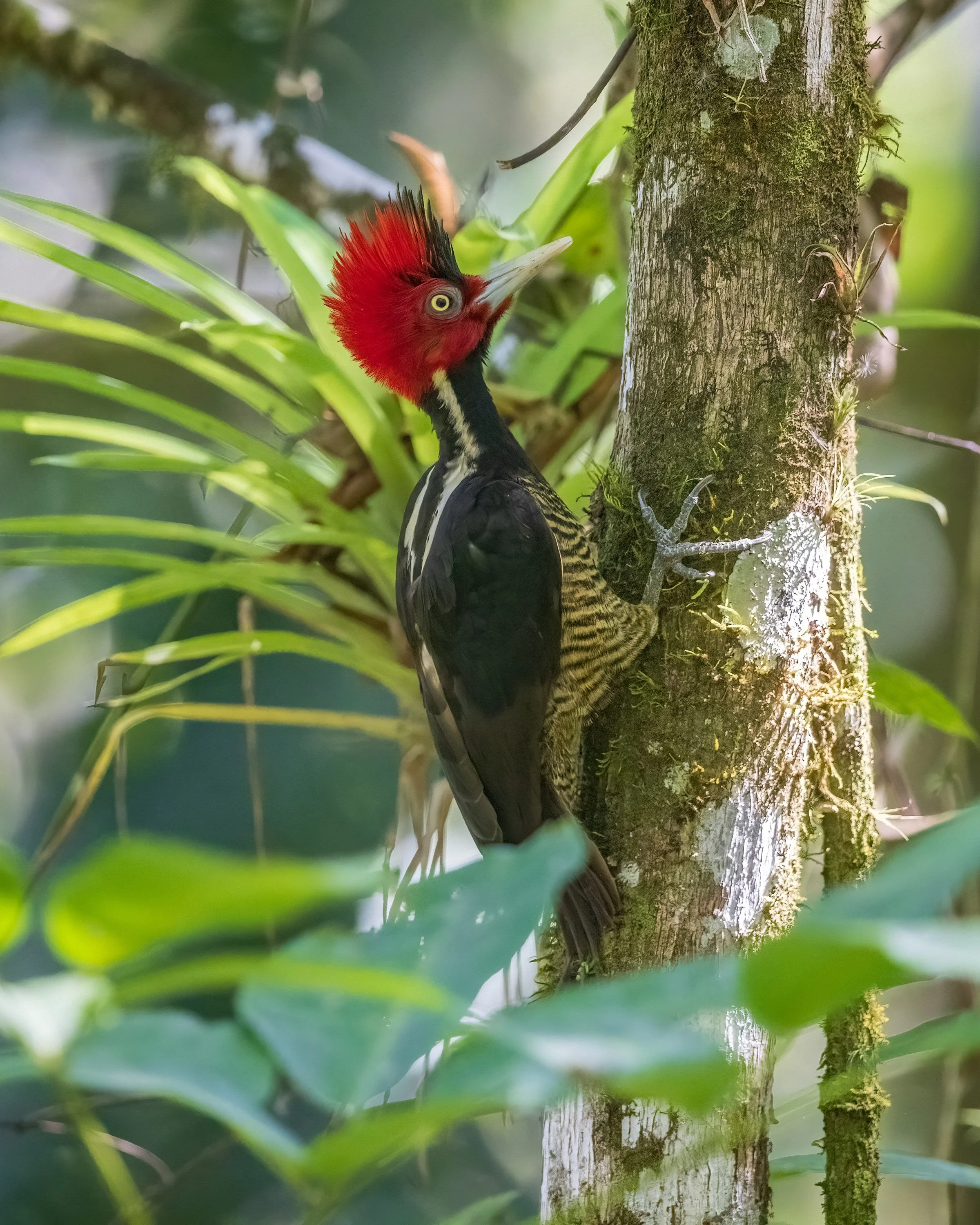  Macaw Lodge, Costa Rica 2023 