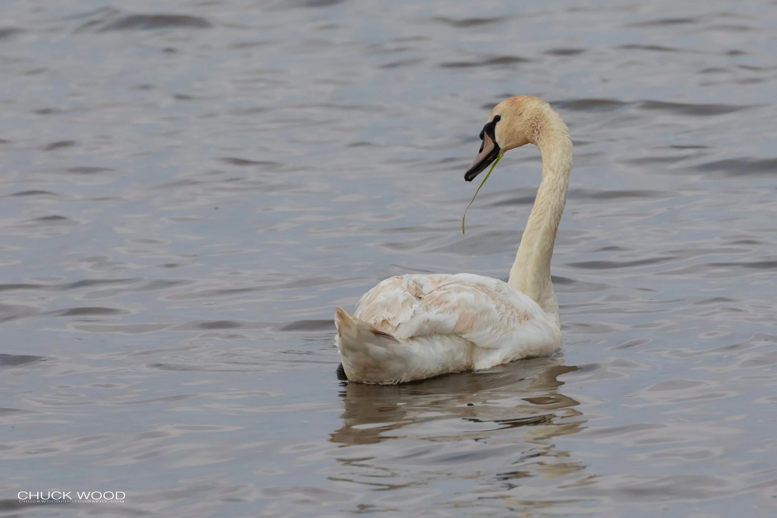  Forsythe NWR, NJ 2019 