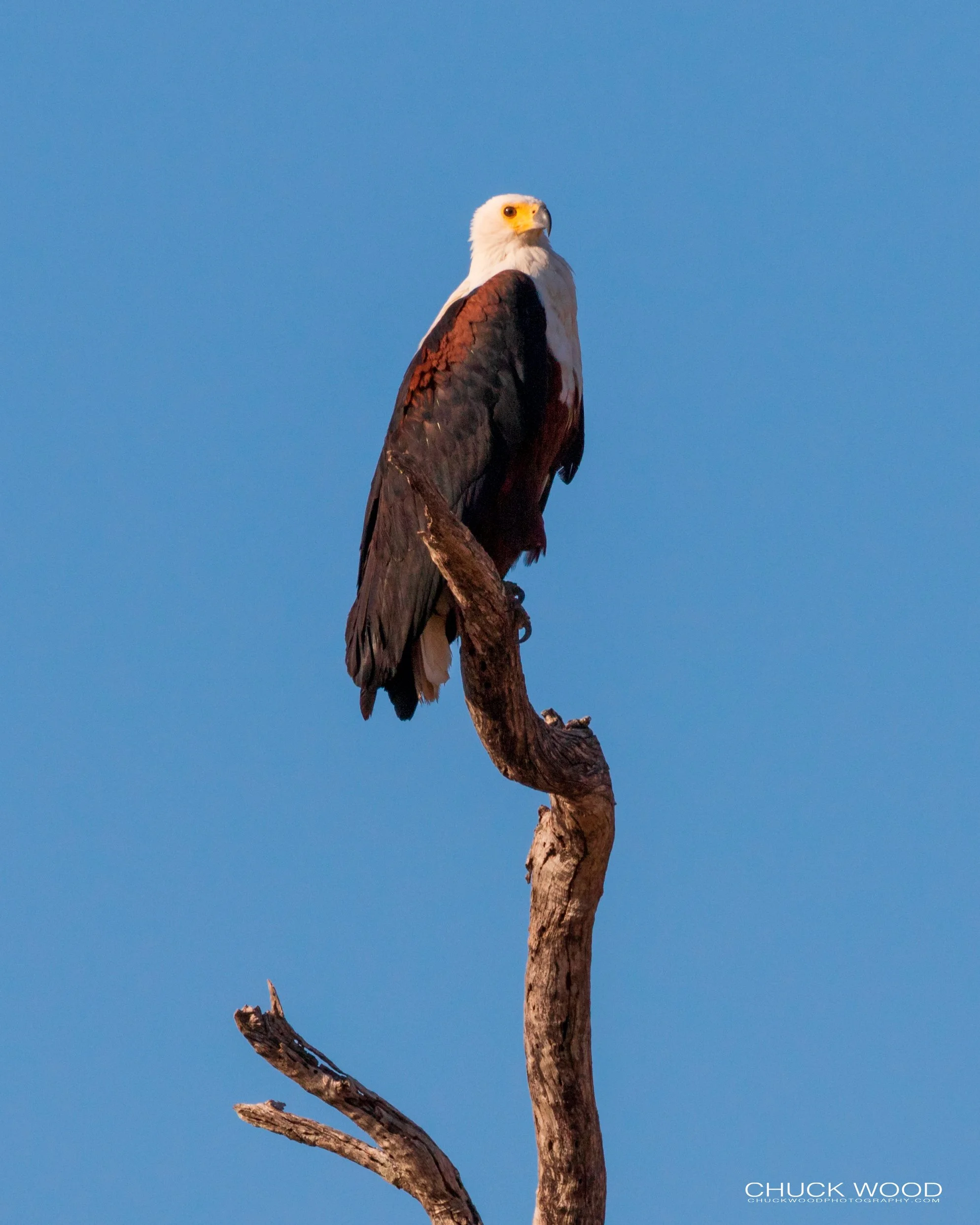  Lake Kariba, Zimbabwe 2019 