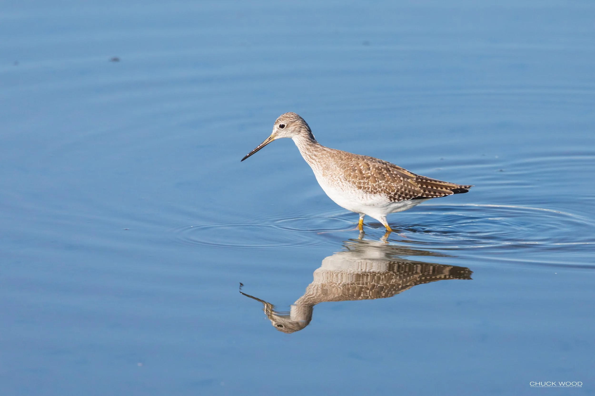 Forsythe NWR, NJ 2020 