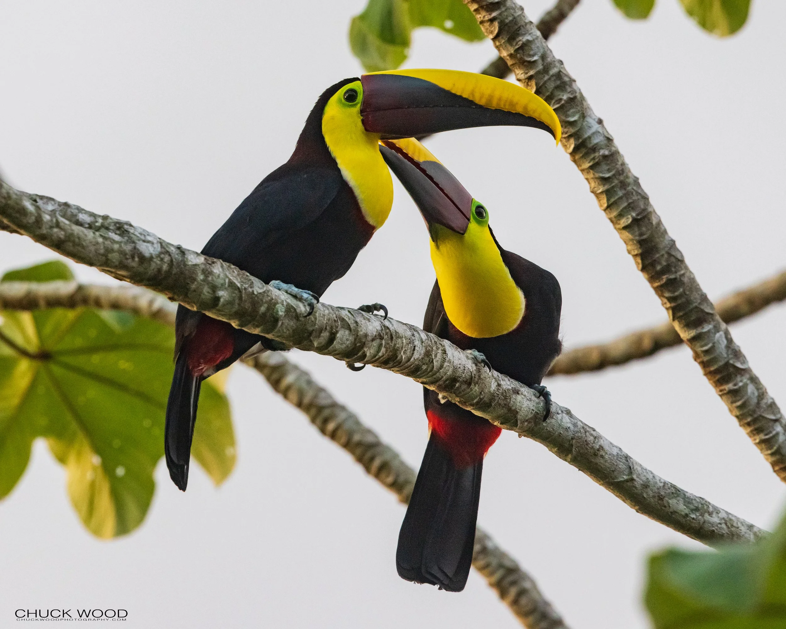  Osa Peninsula, Costa Rica 2022 