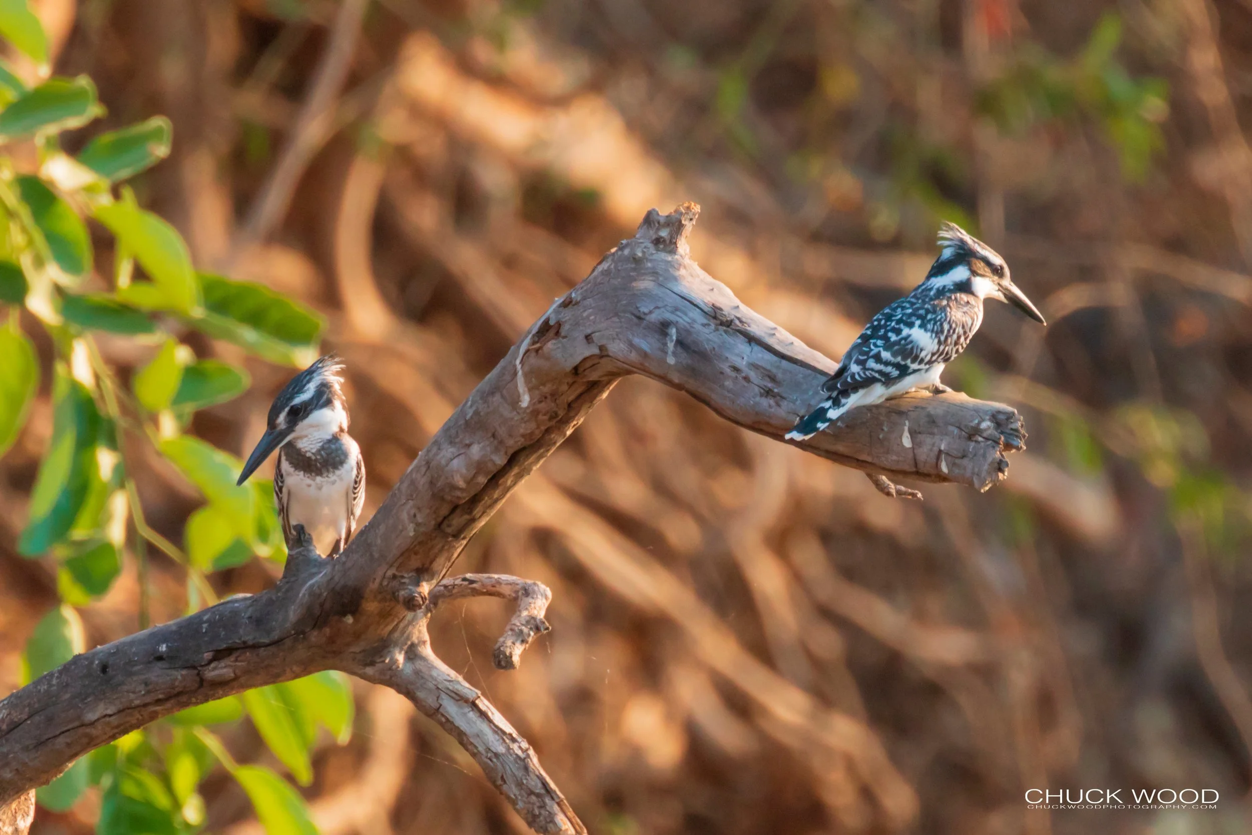  Mana Pools, Zimbabwe 2019 