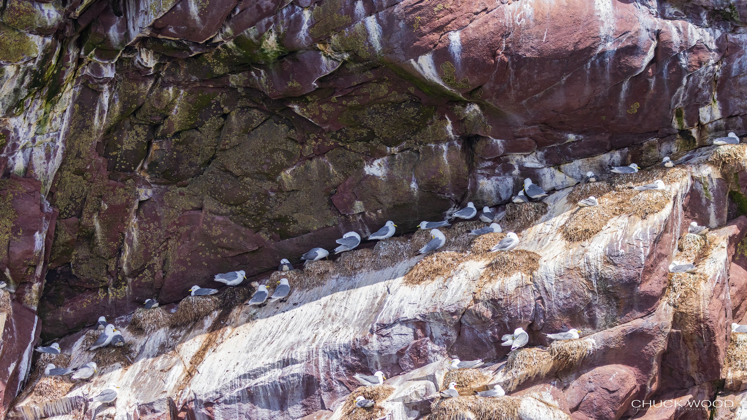  Williston NWR, NL 2022 