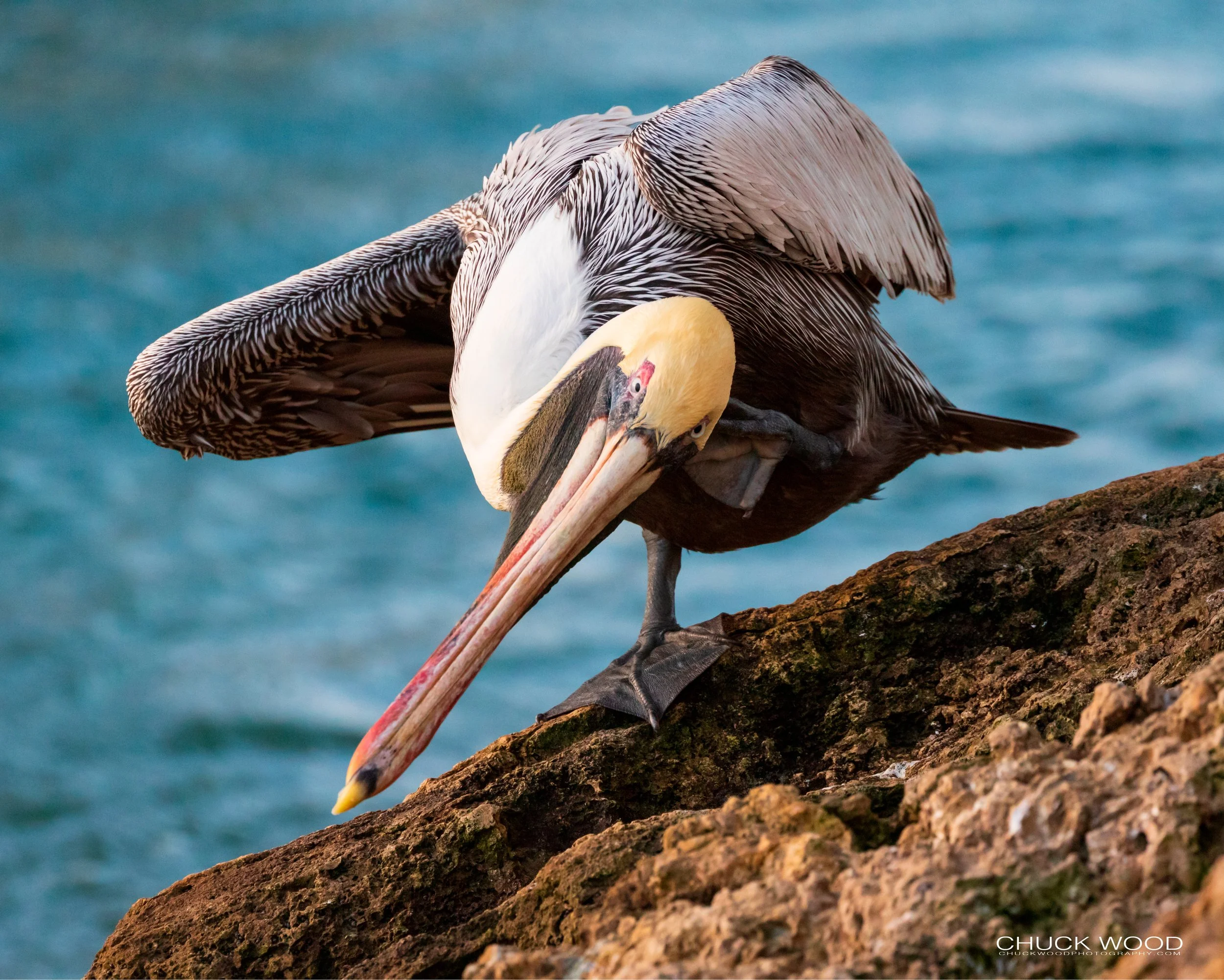  Sebastian Inlet, FL 2020 