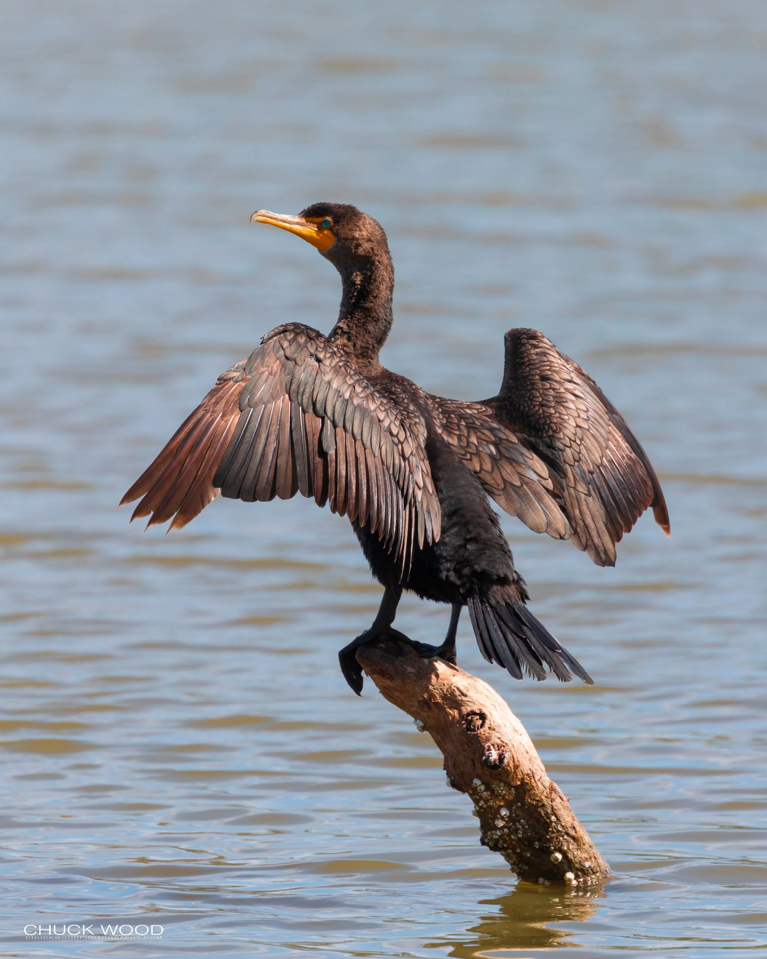  Merritt Island, FL 2019 