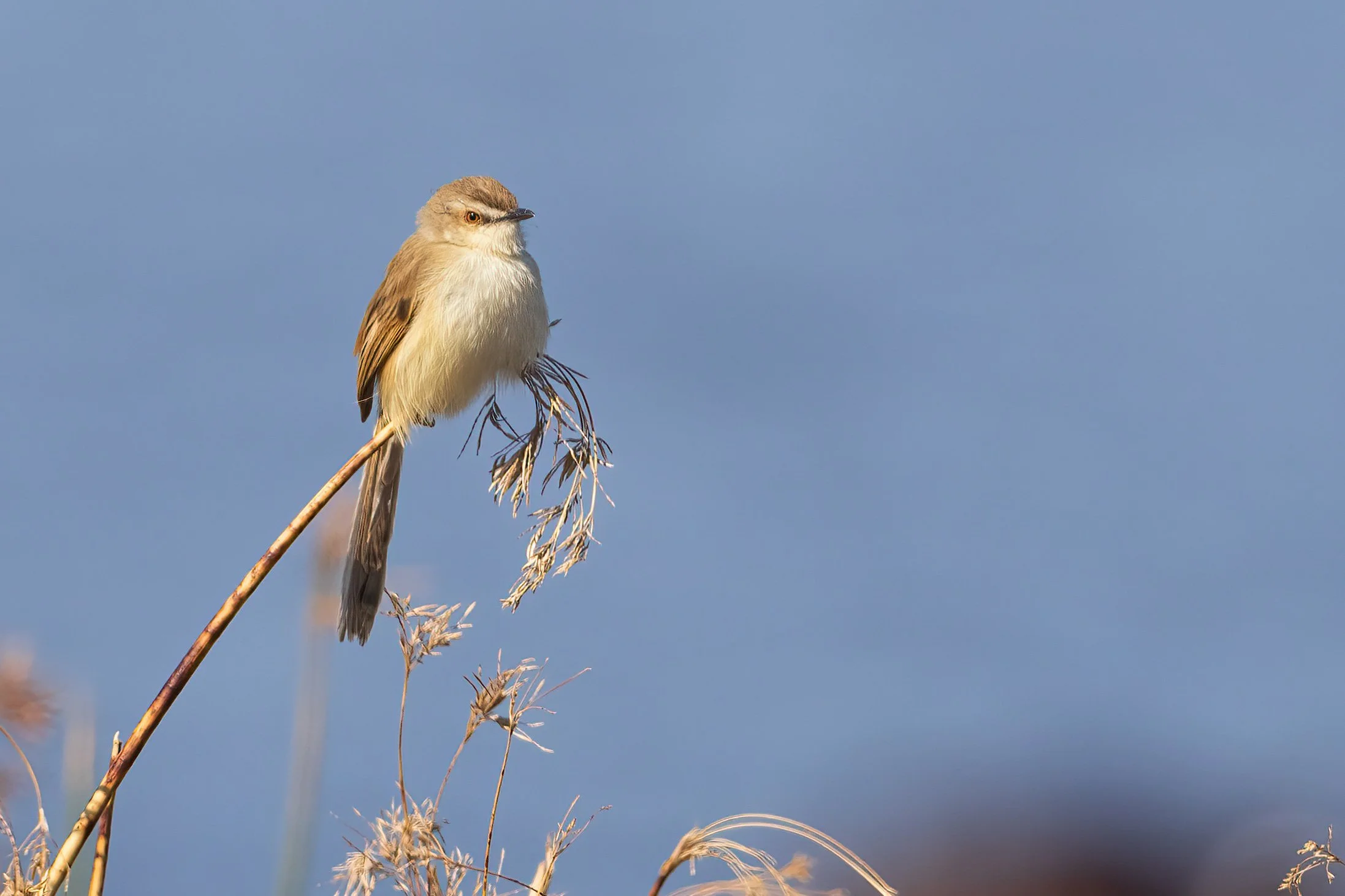  Moremi, Botswana 2023 