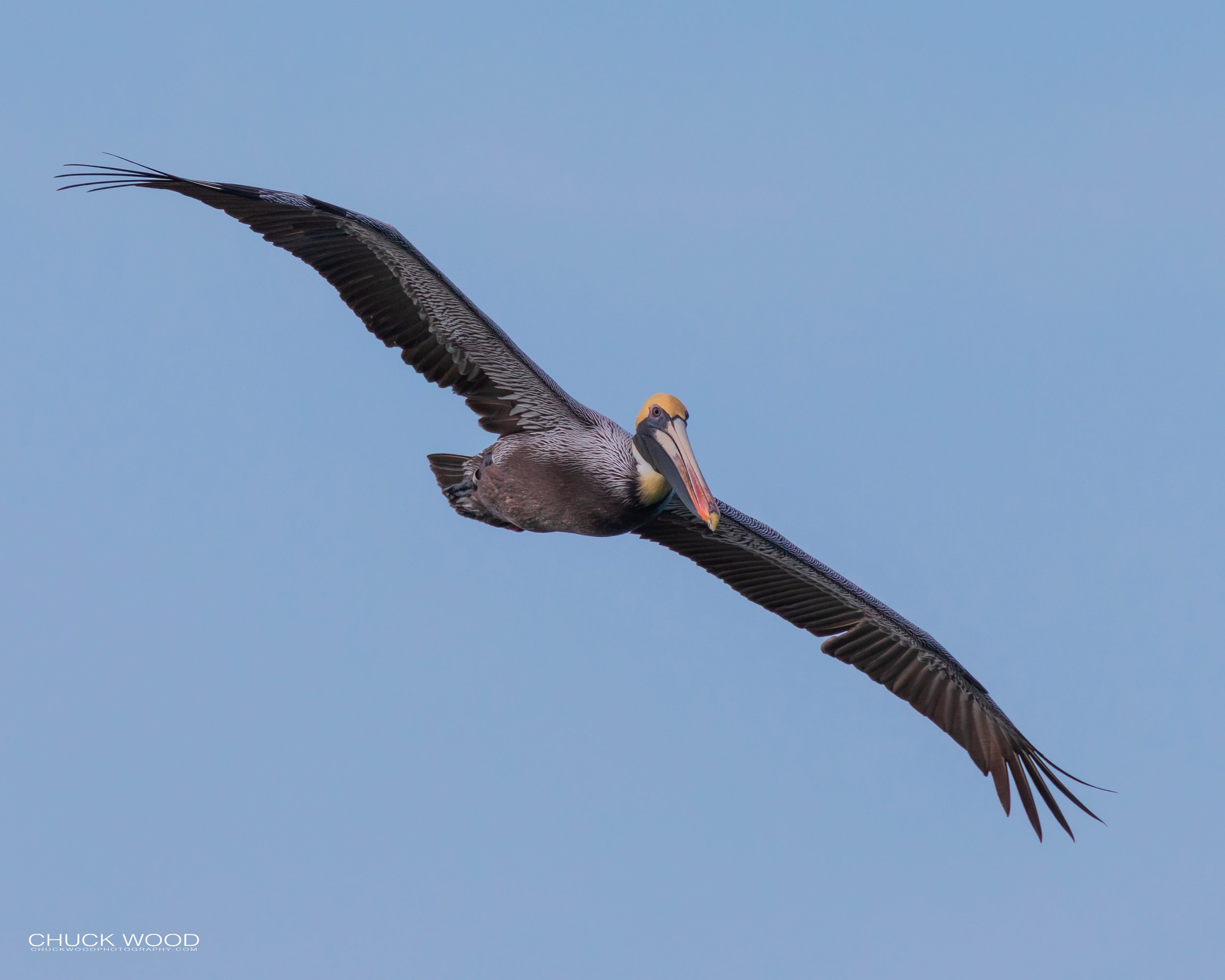  Sebastian Inlet, FL 2019 