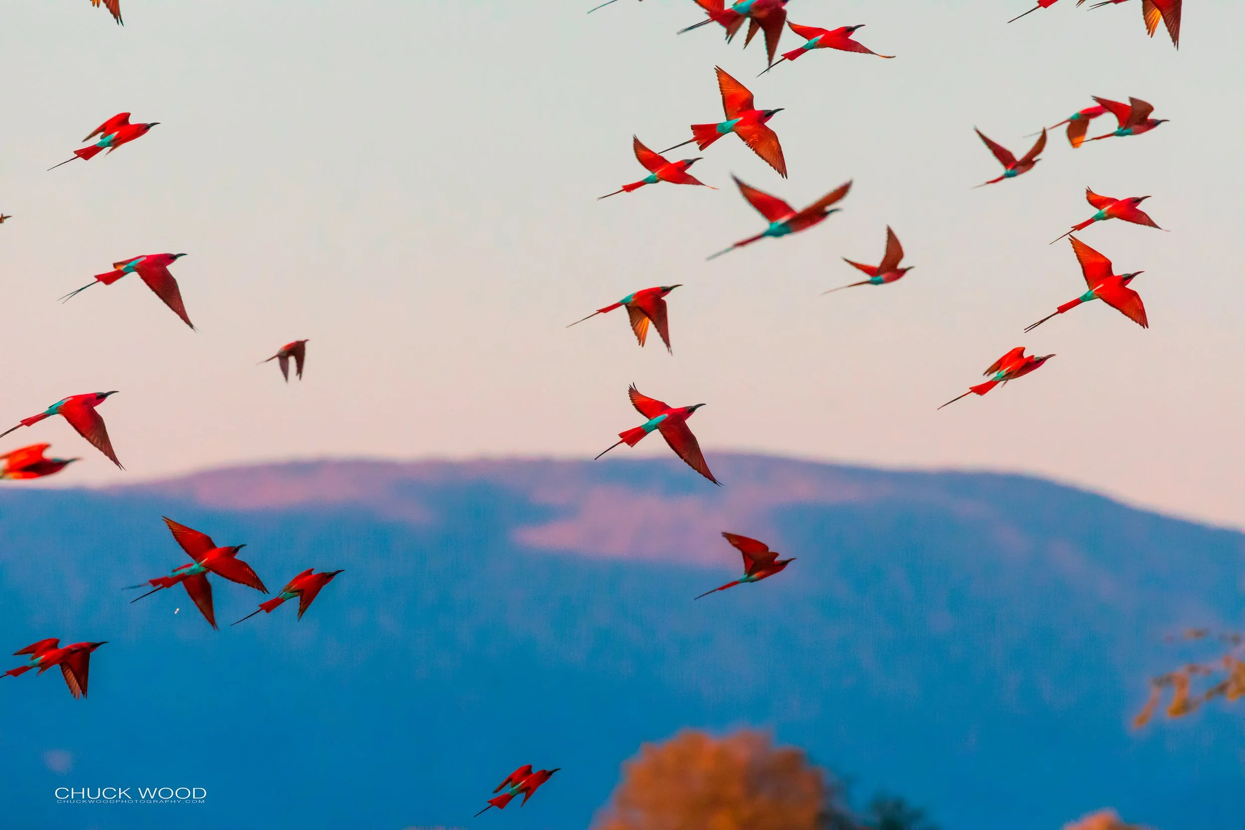  Mana Pools, Zimbabwe 2019 