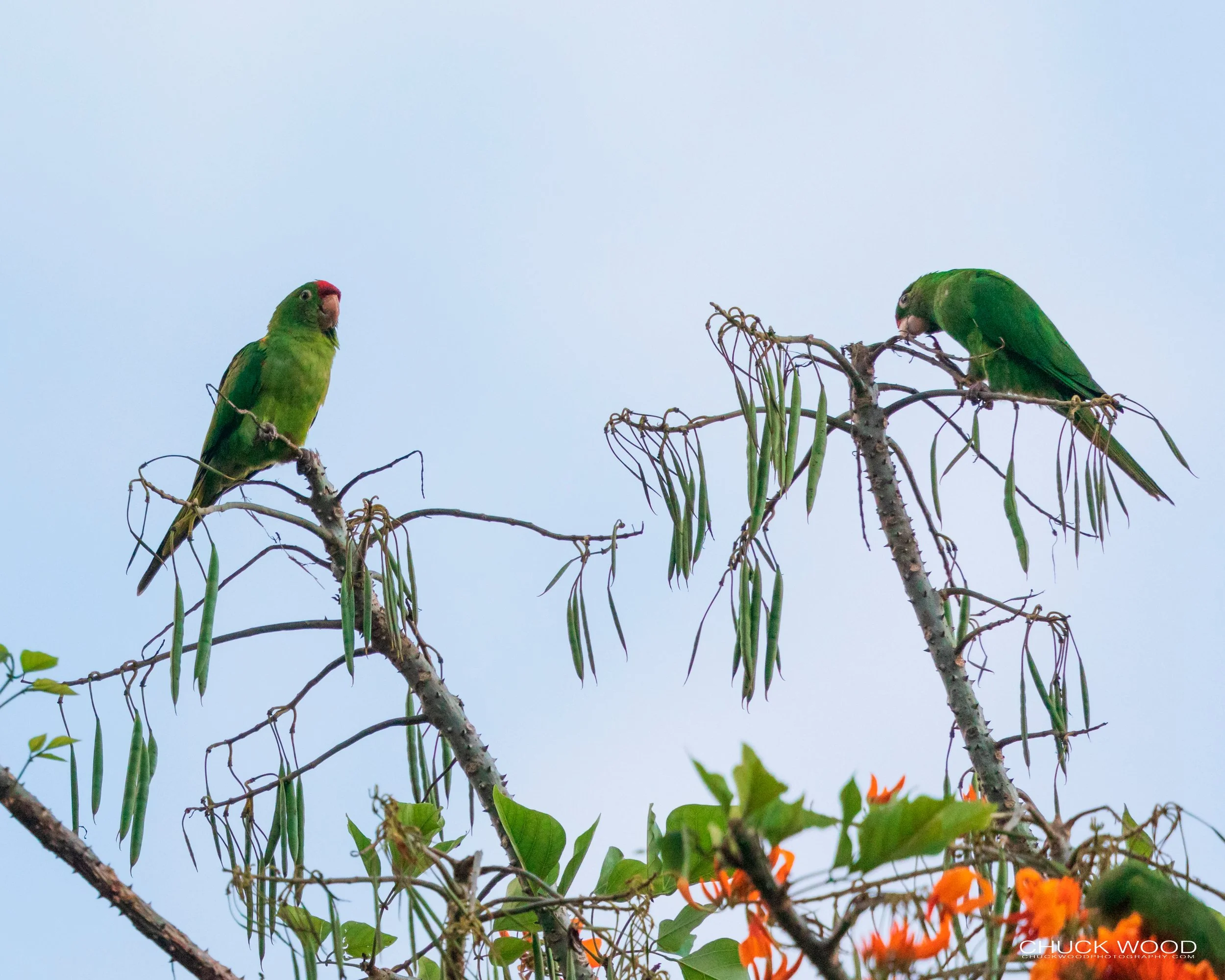  This River Valley, Costa Rica 2020 
