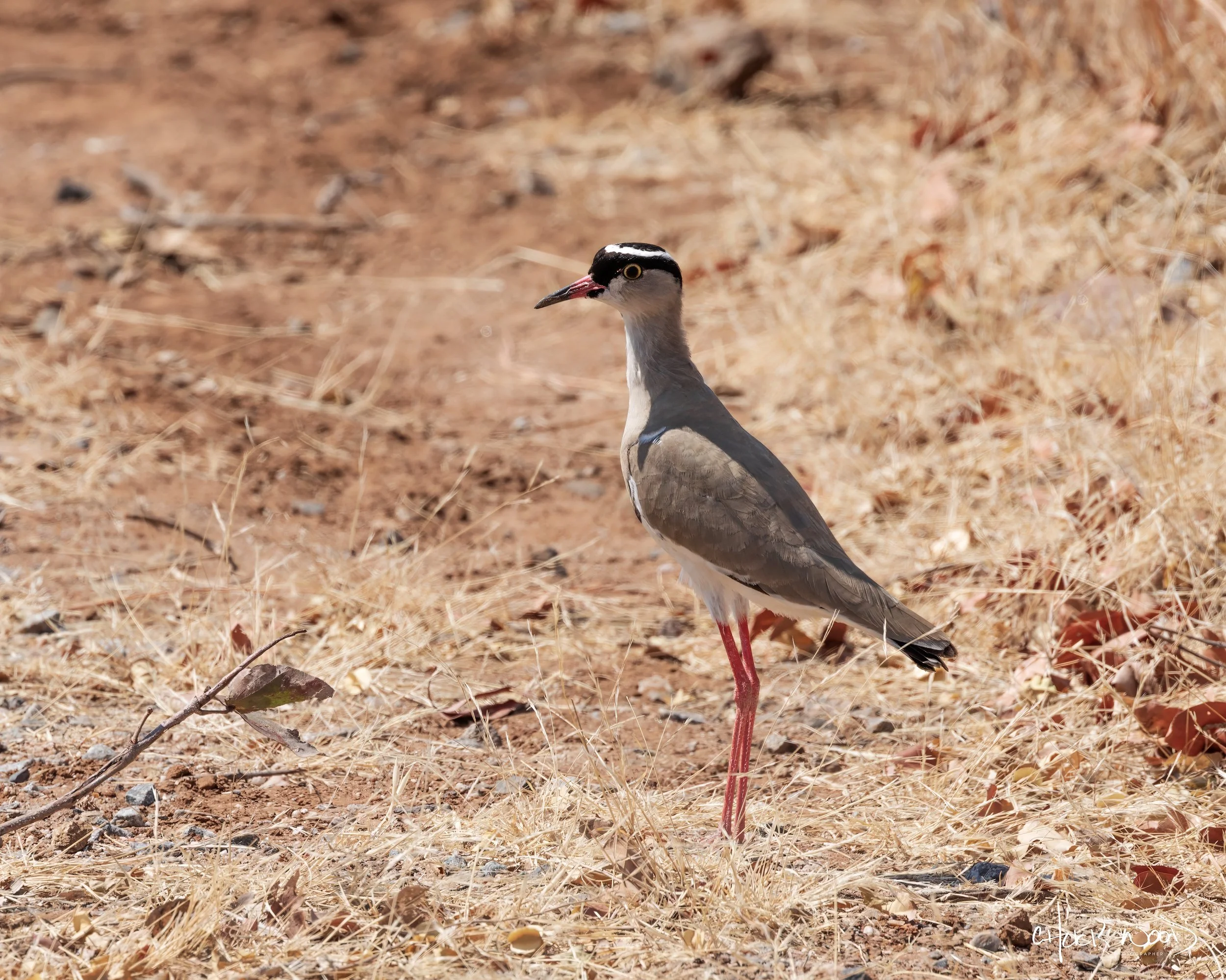  Hwange, Zimbabwe 2019 
