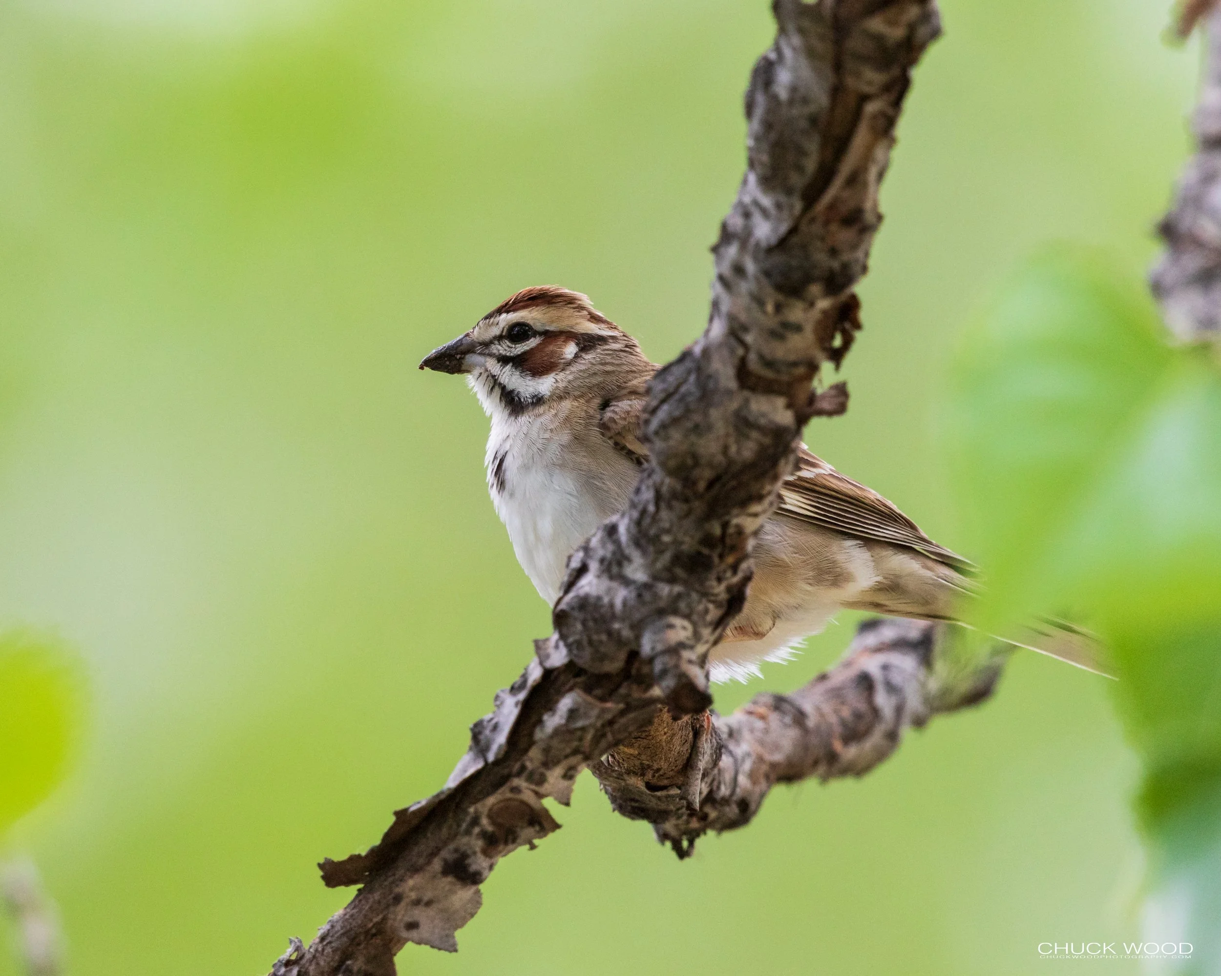 Theodore National Park, ND 2020