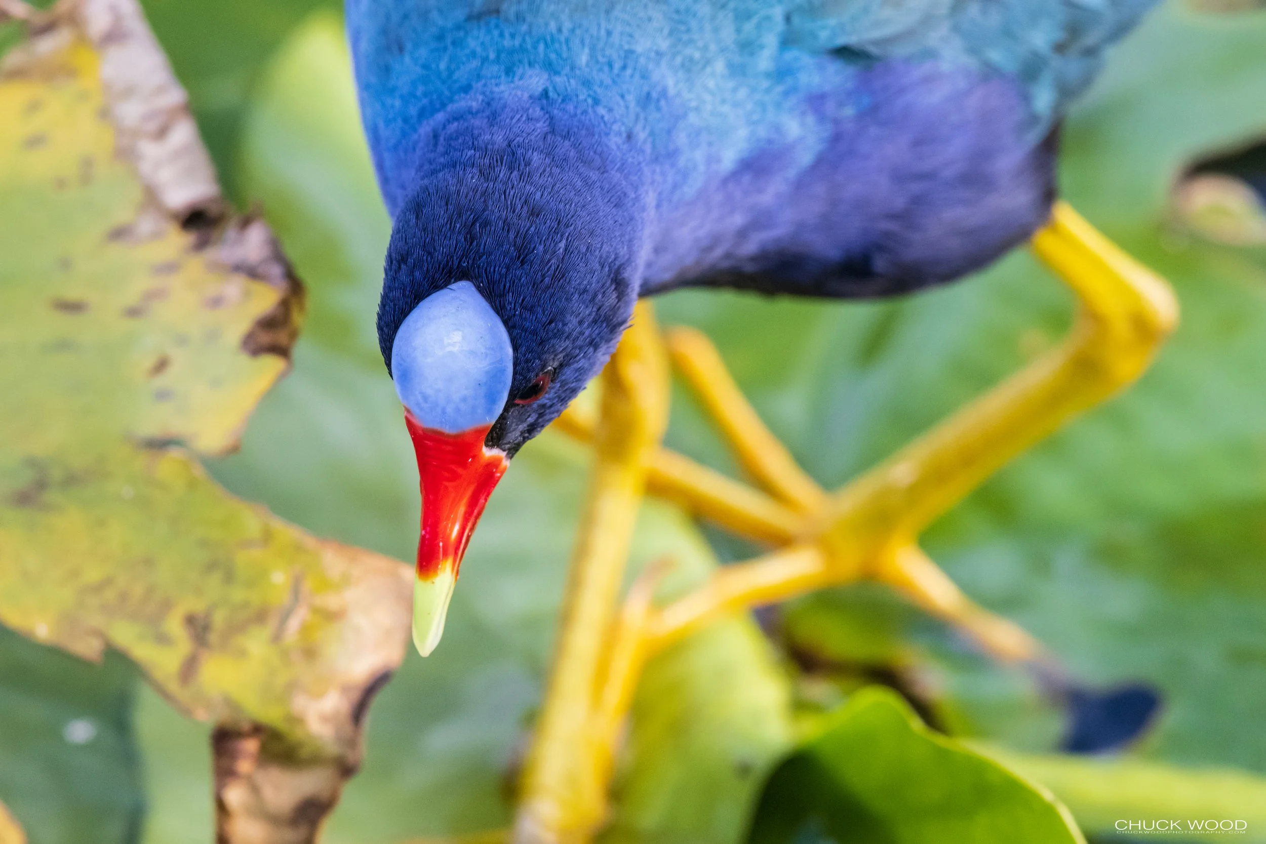  Anhinga Trail, FL 2021 