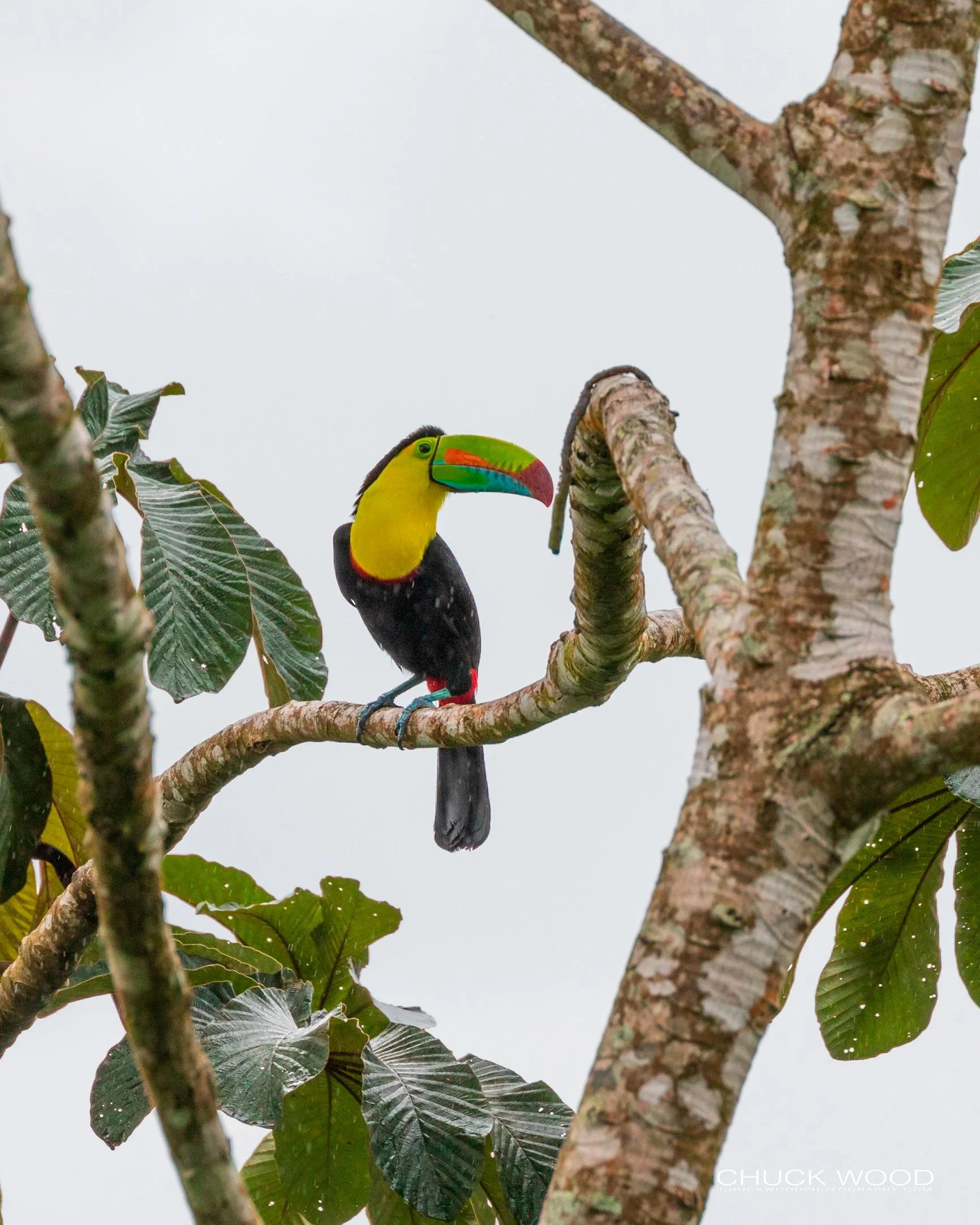  Rancho Naturalista, Costa Rica 2020 
