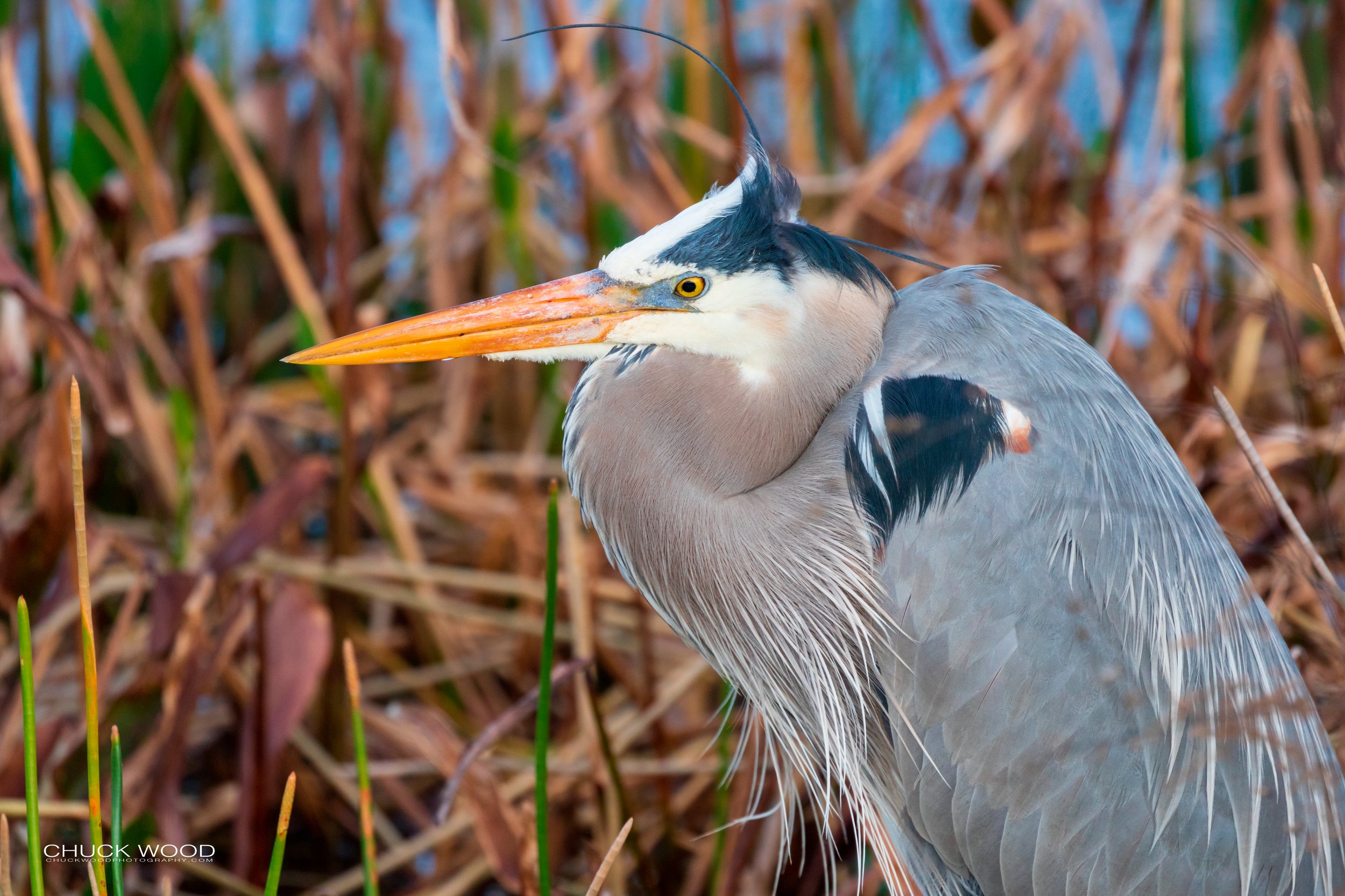  Viera Wetlands, FL 2020 
