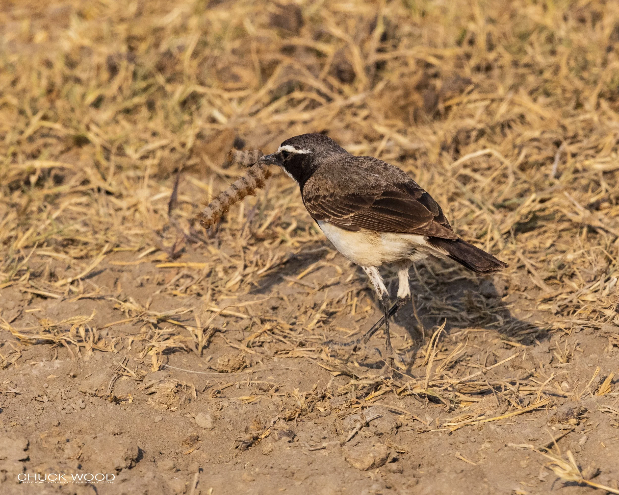  Ngorongoro Crater, Tanzania 2021 