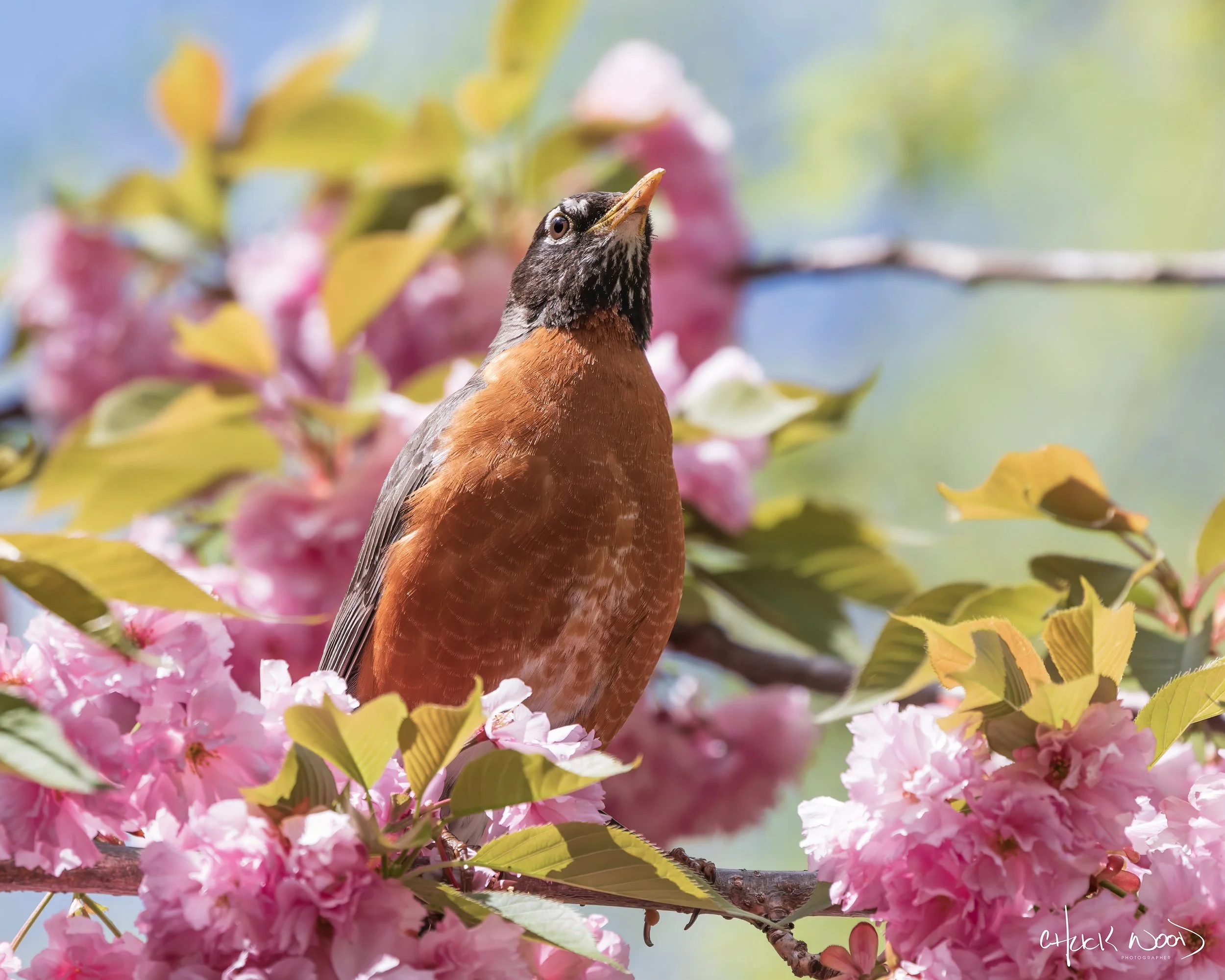  Central Park NYC, 2019 